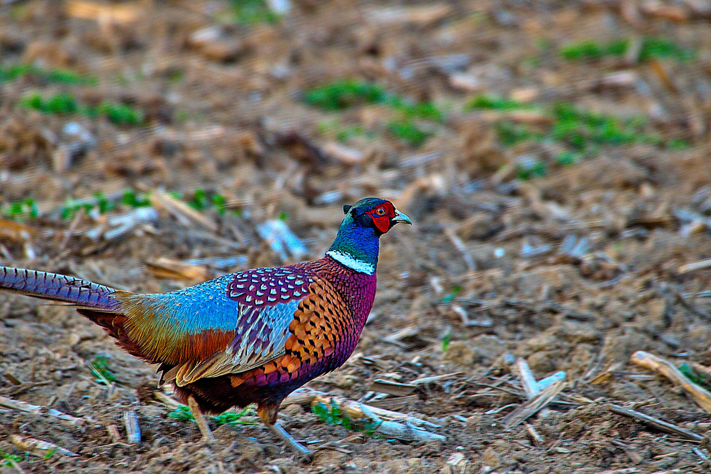 Pheasant