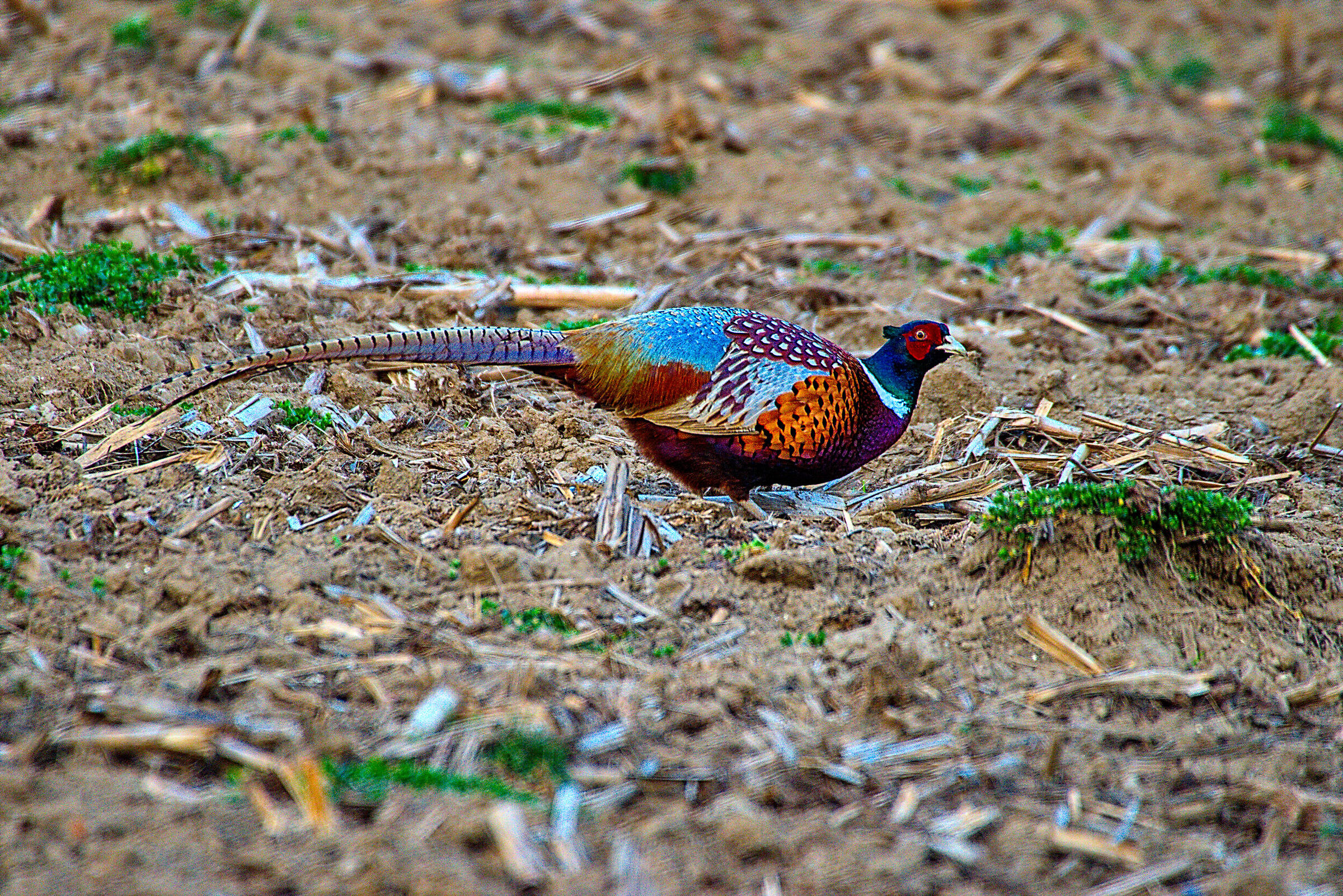 Pheasant2