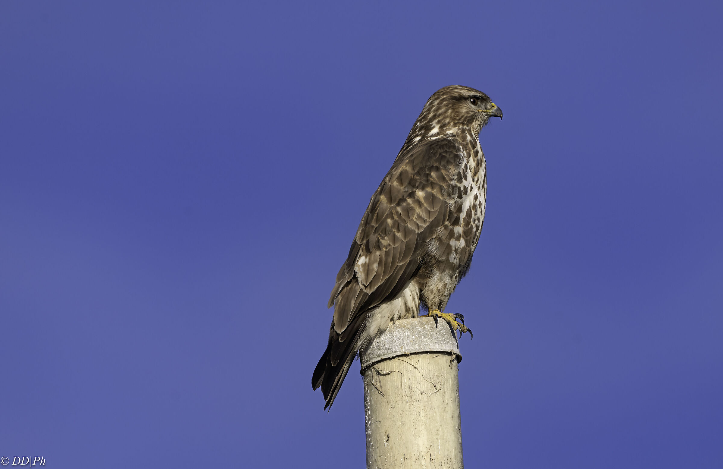 Buzzard