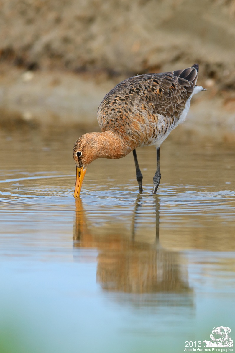 Black-tailed Godwit