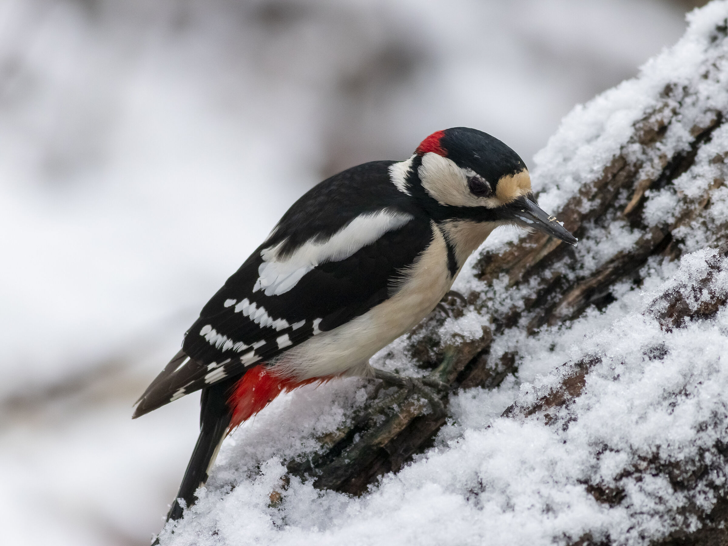 Picchio rosso maggiore