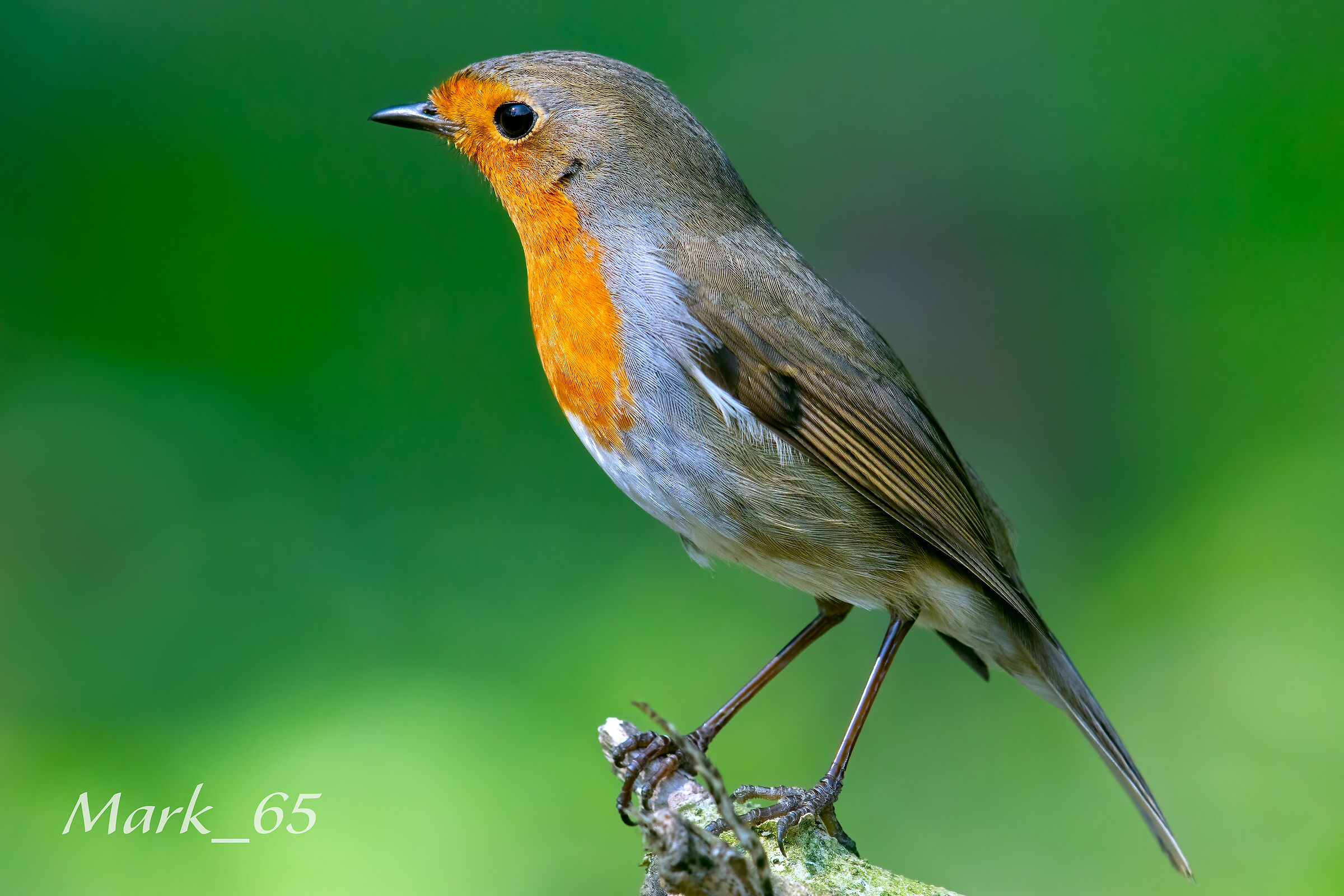 robin