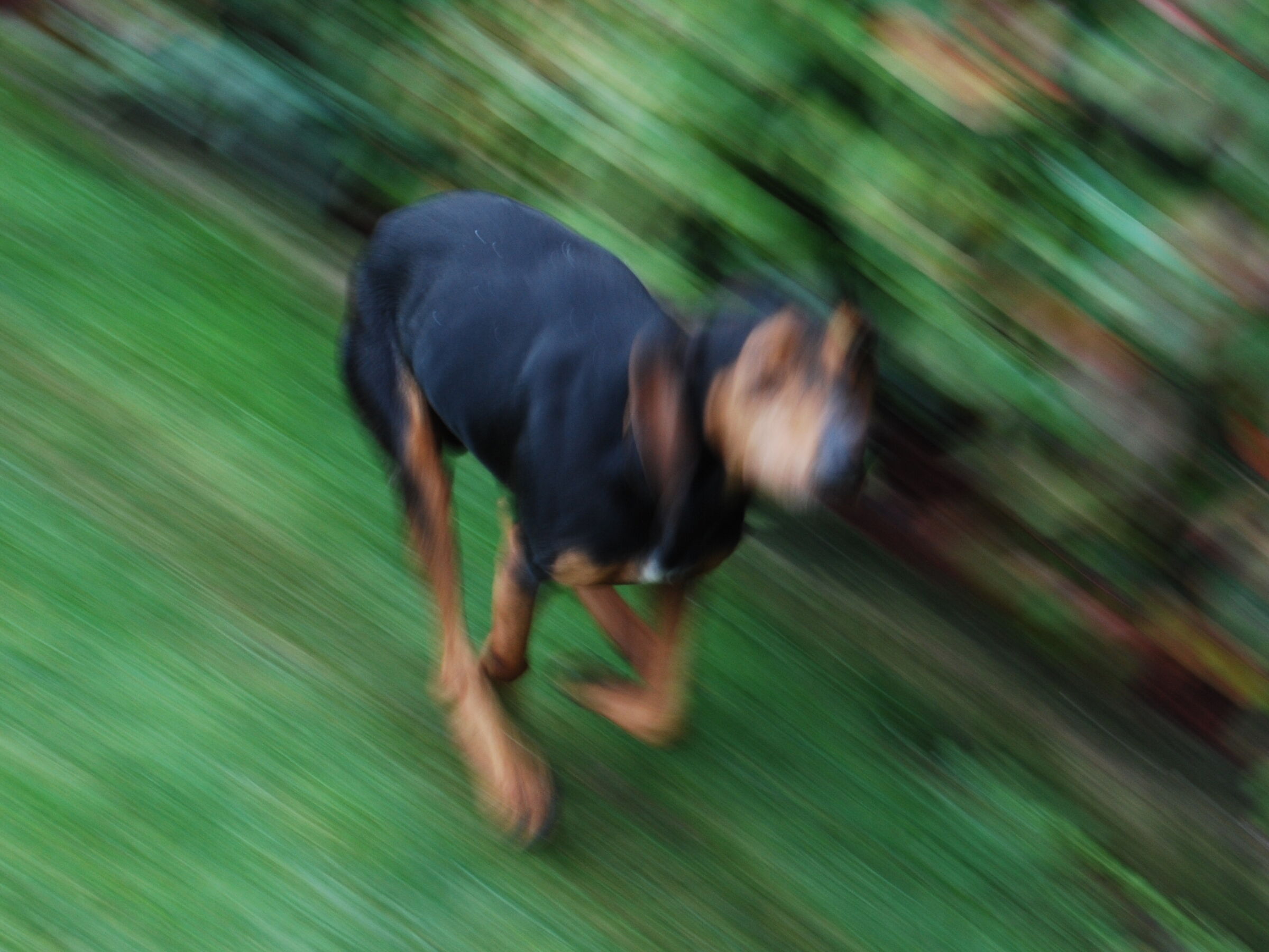 Teddy's race