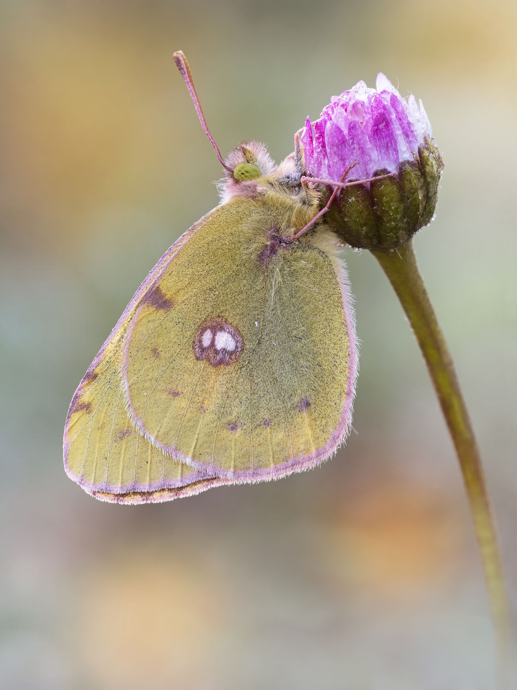 Colias croceus (Geoffroy in Fourcroy, 1785)