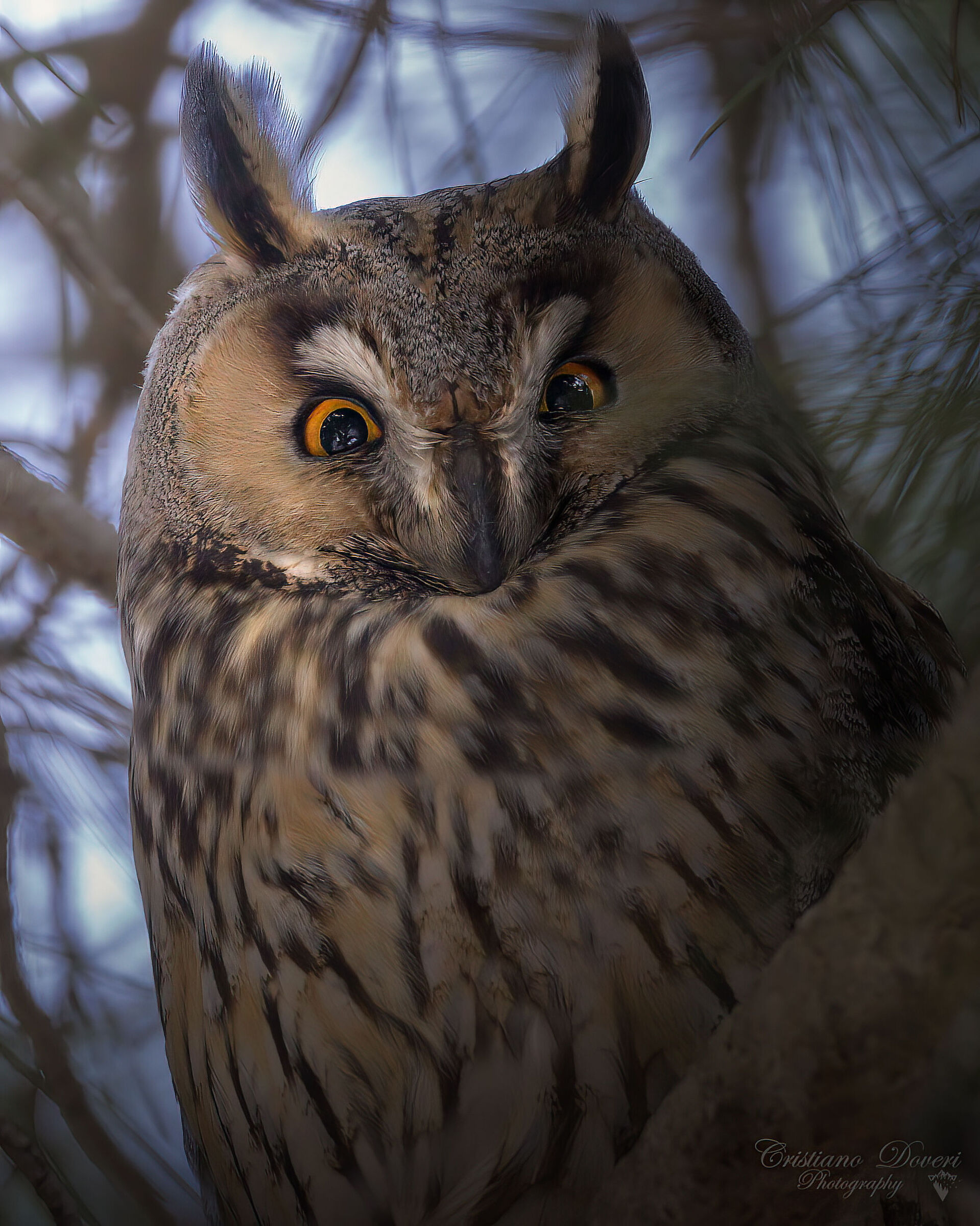 Eyes