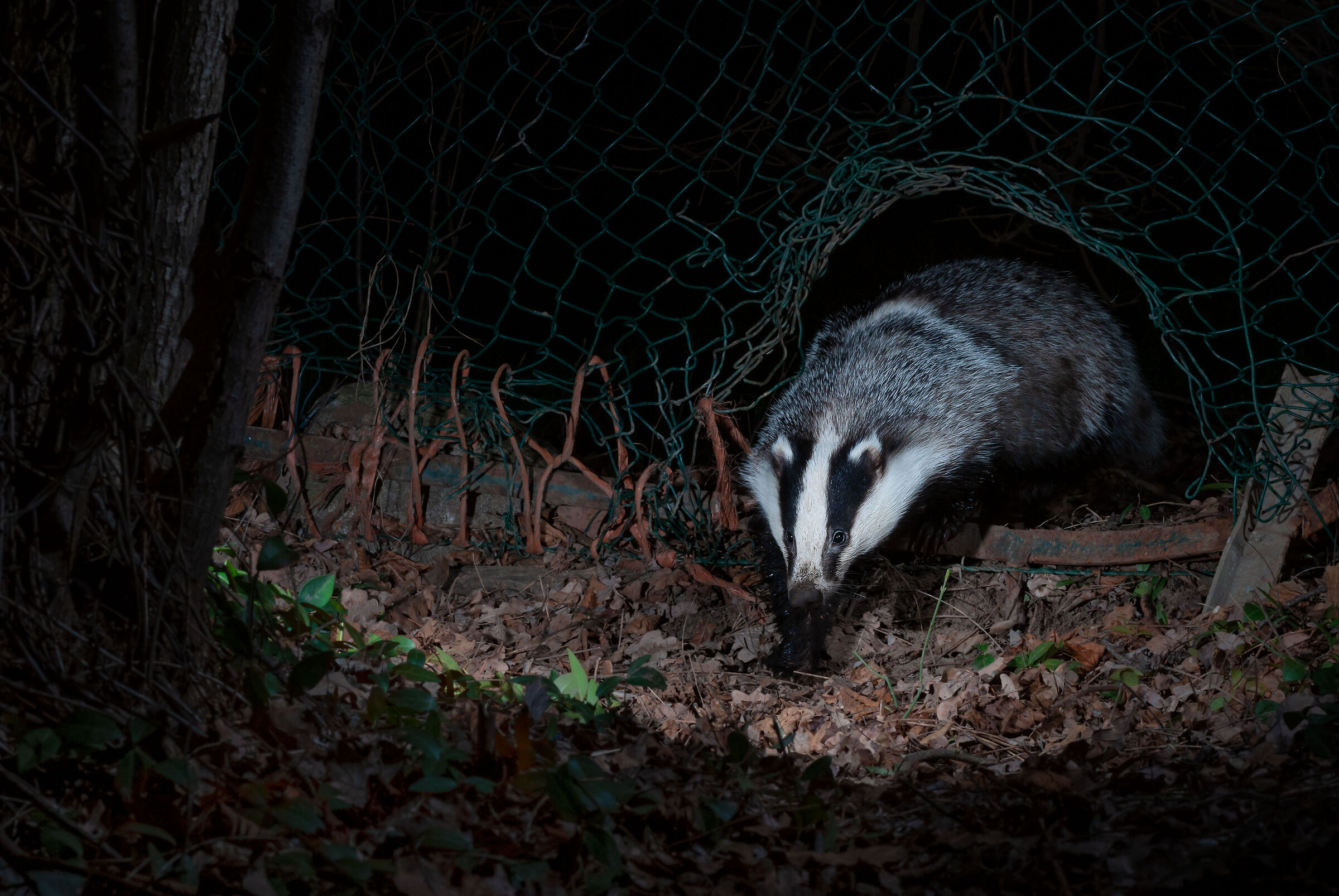 Badger