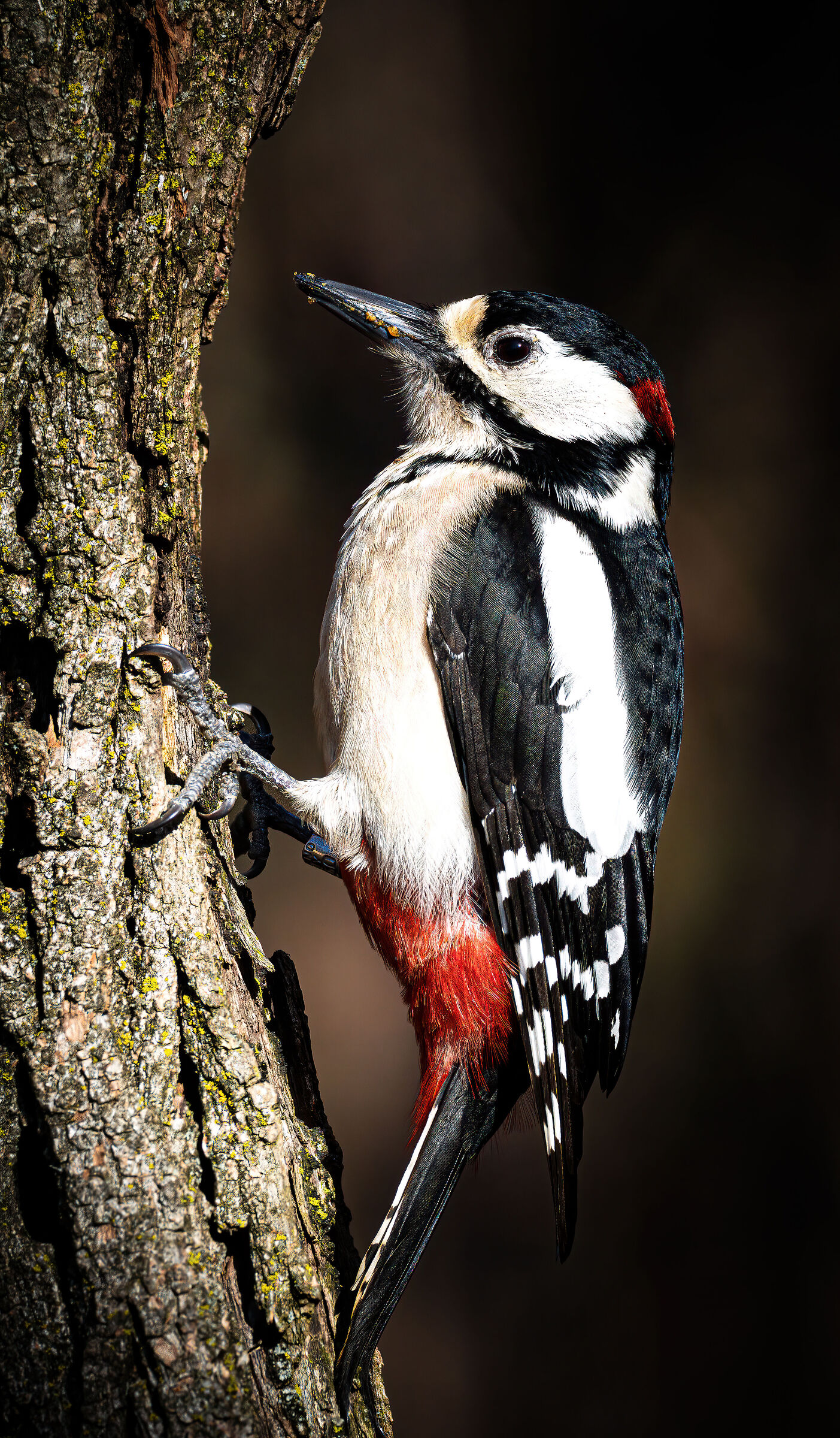 Picchio rosso maggiore
