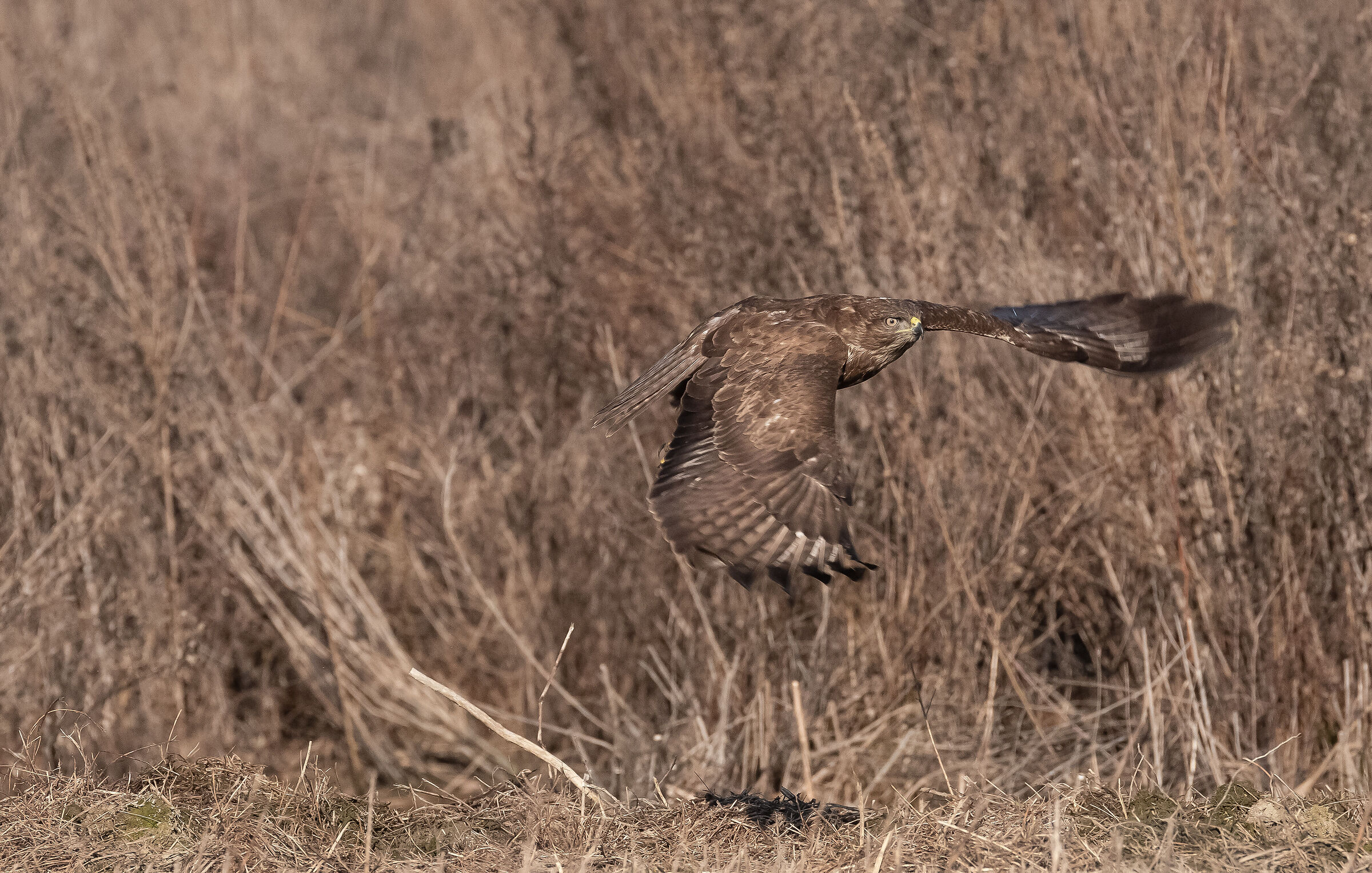 buzzard