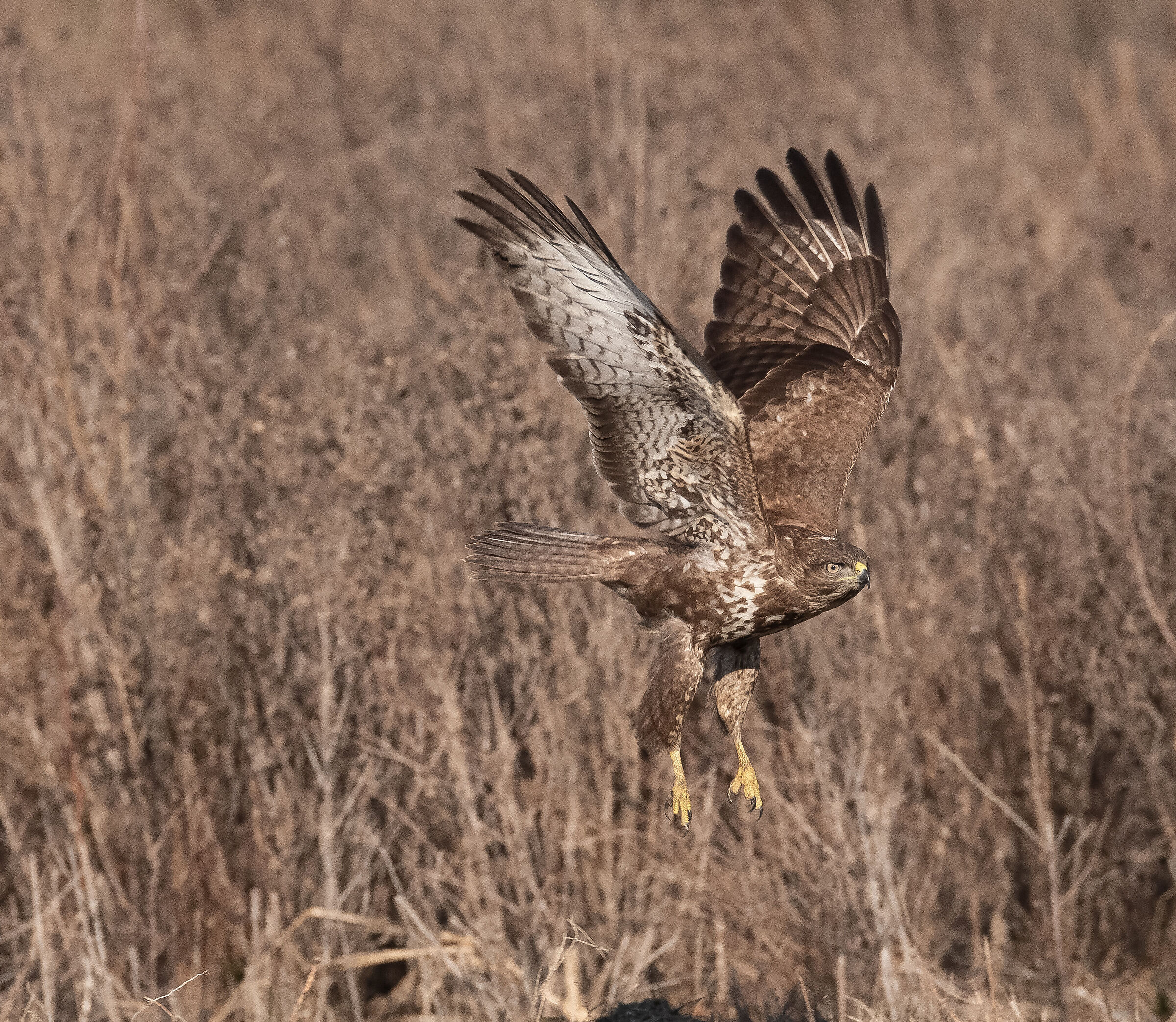 buzzard