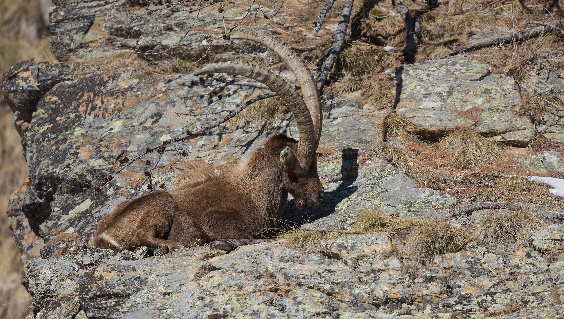 male ibex