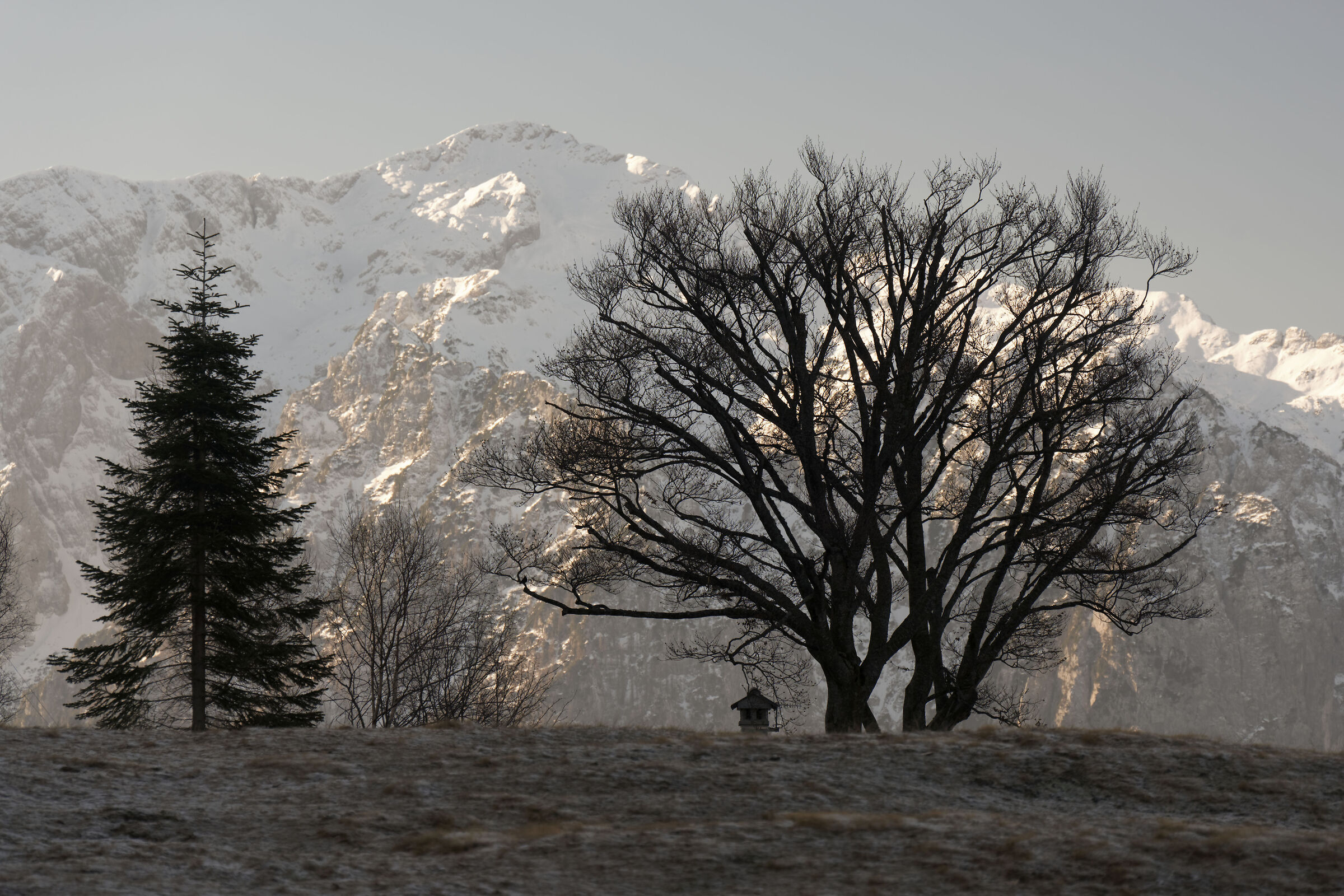 Faggio in un mattino invernale