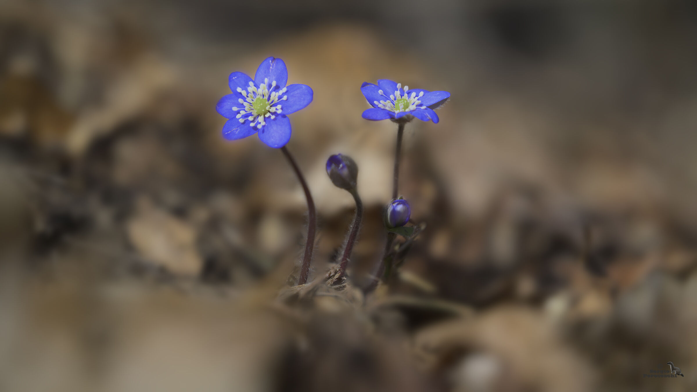 Segnali di primavera