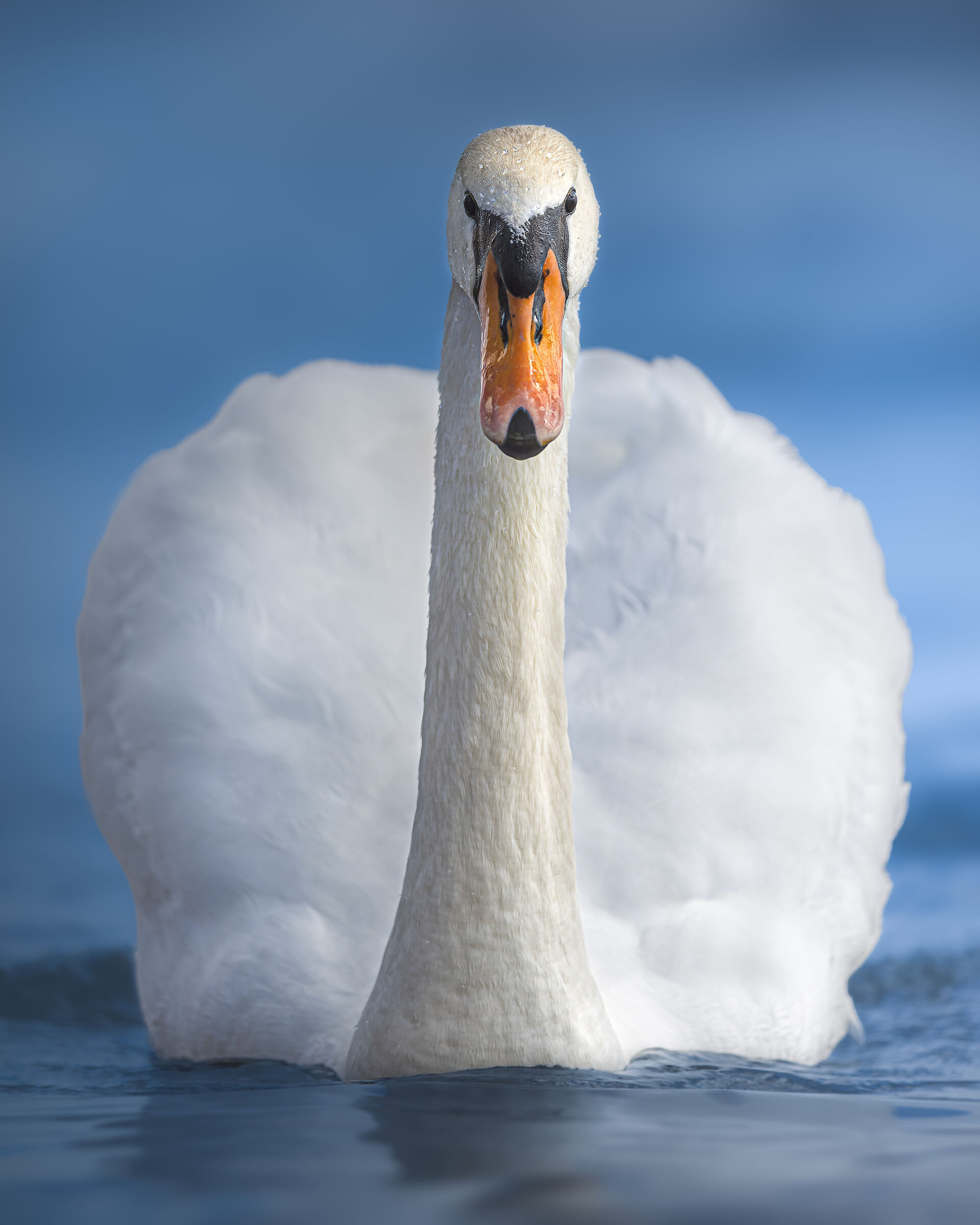 Majestic Swan