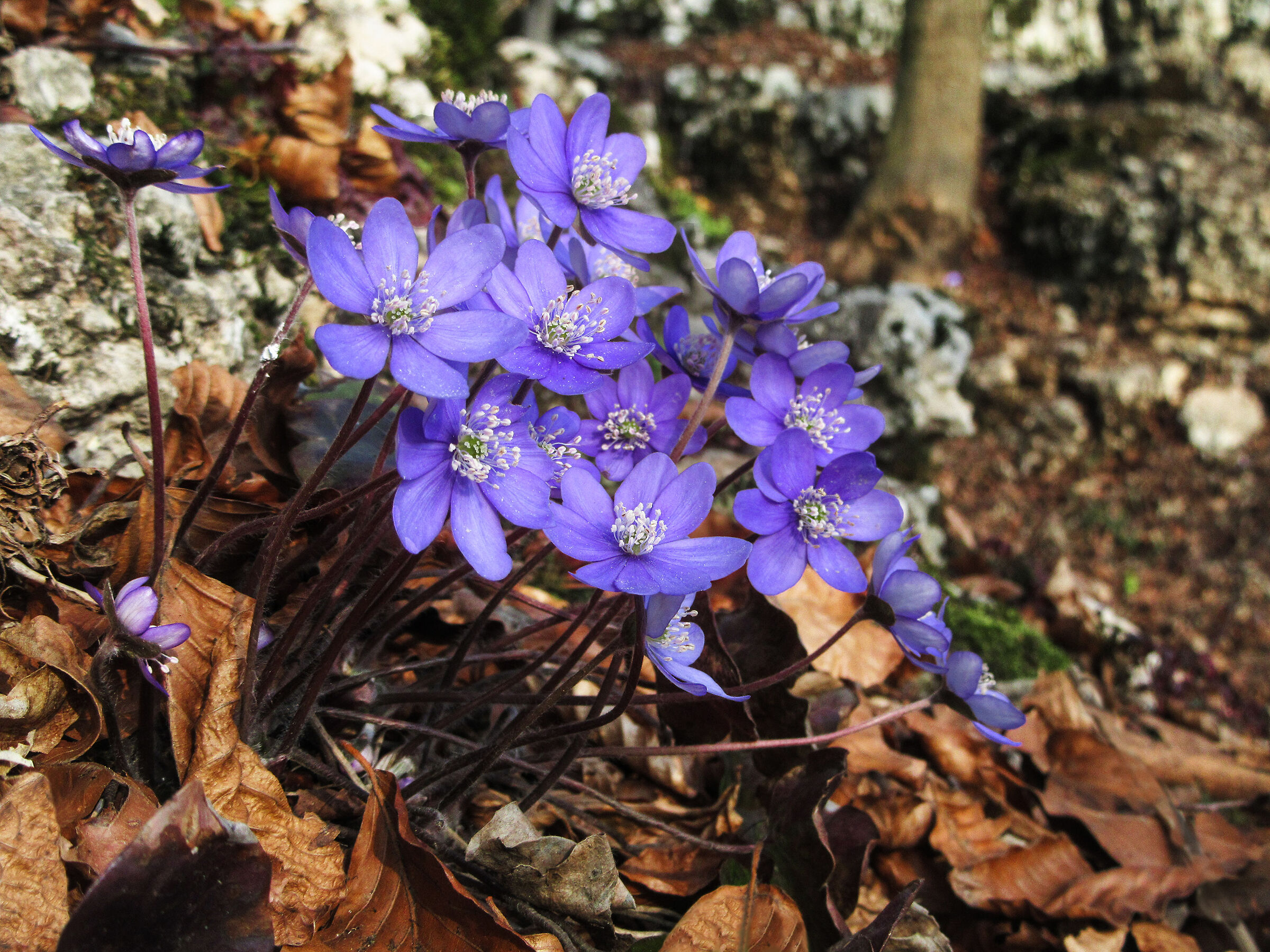 Hepatica nobilis