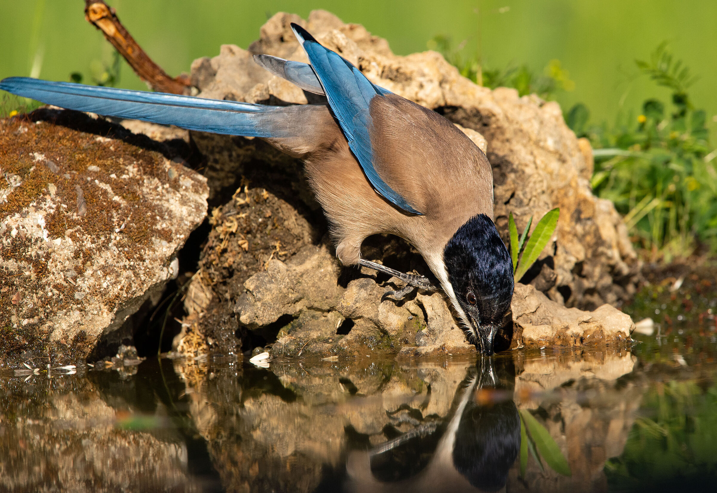 Blue-winged magpie