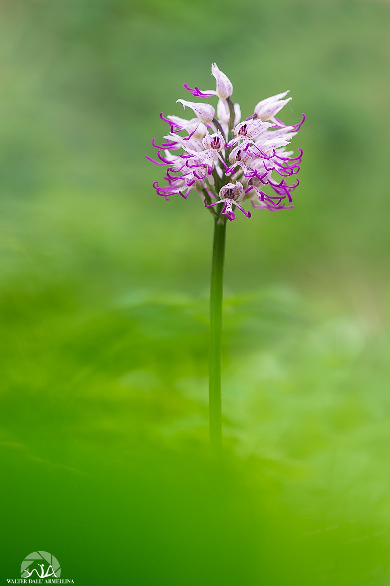 Orchis Simia
