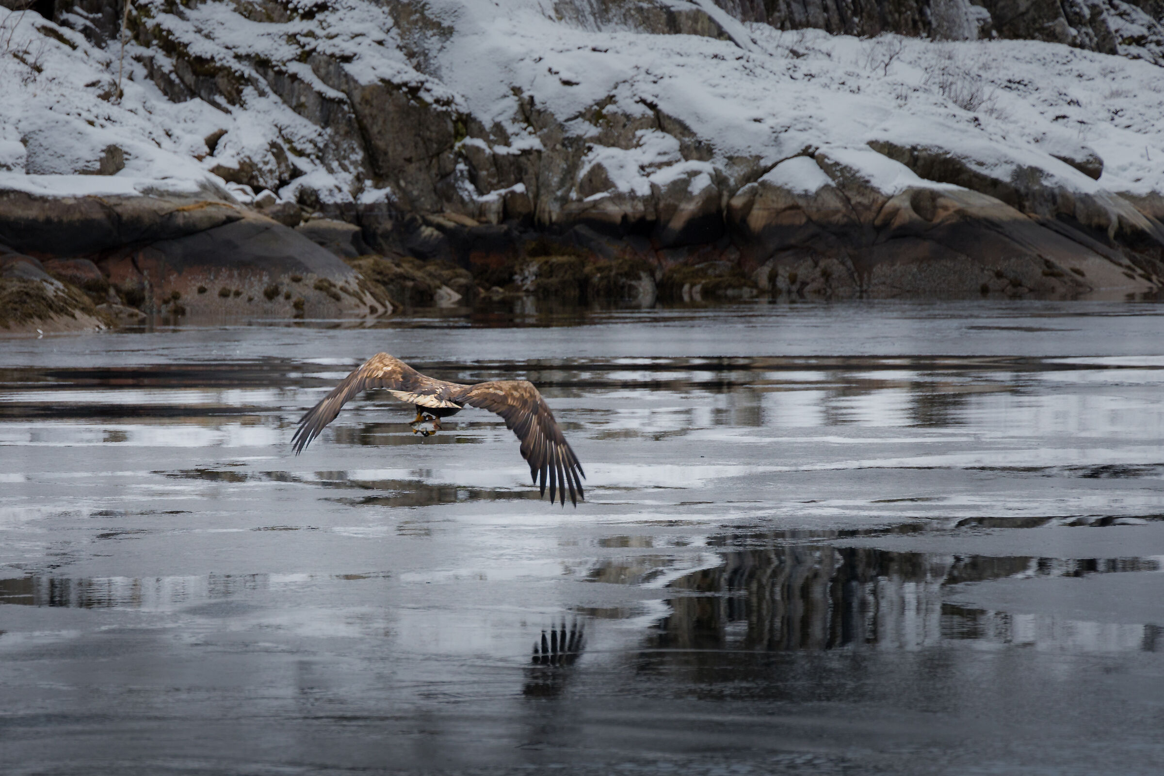 Sea eagle