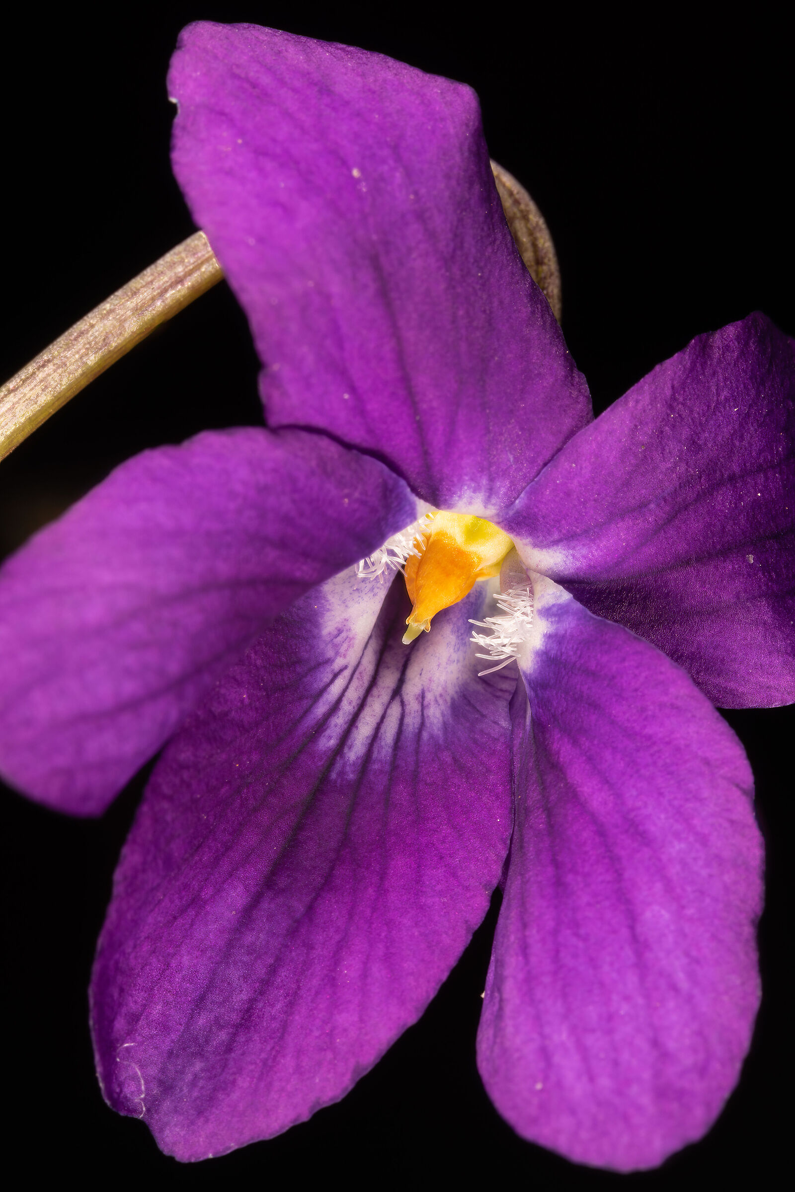 Viola odorata