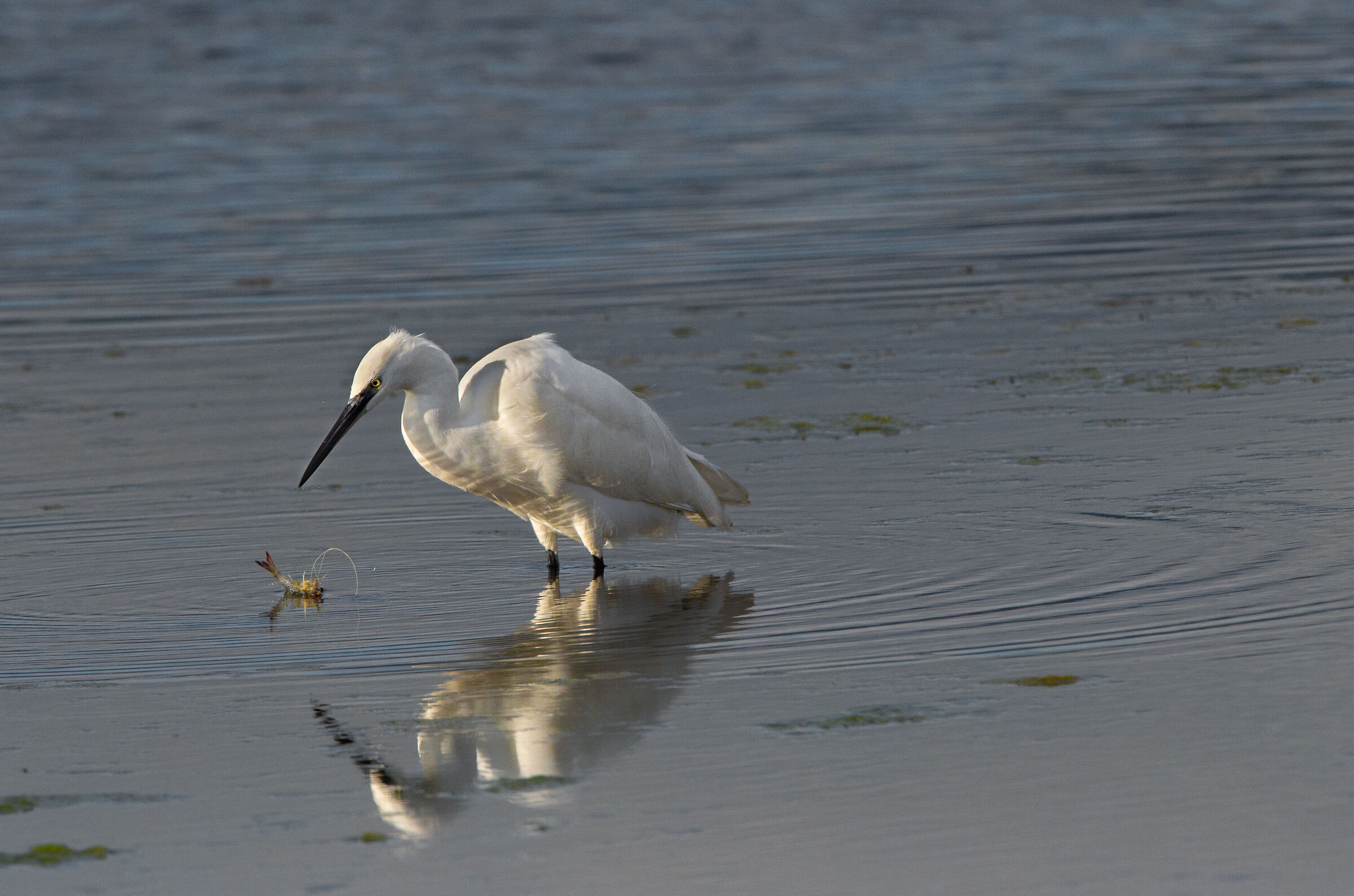 Egret