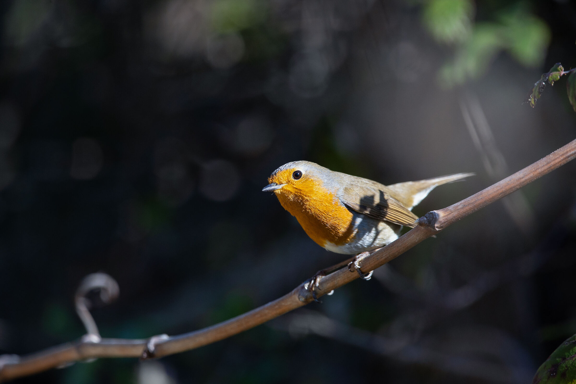 Pettirosso (Erithacus rubecula)