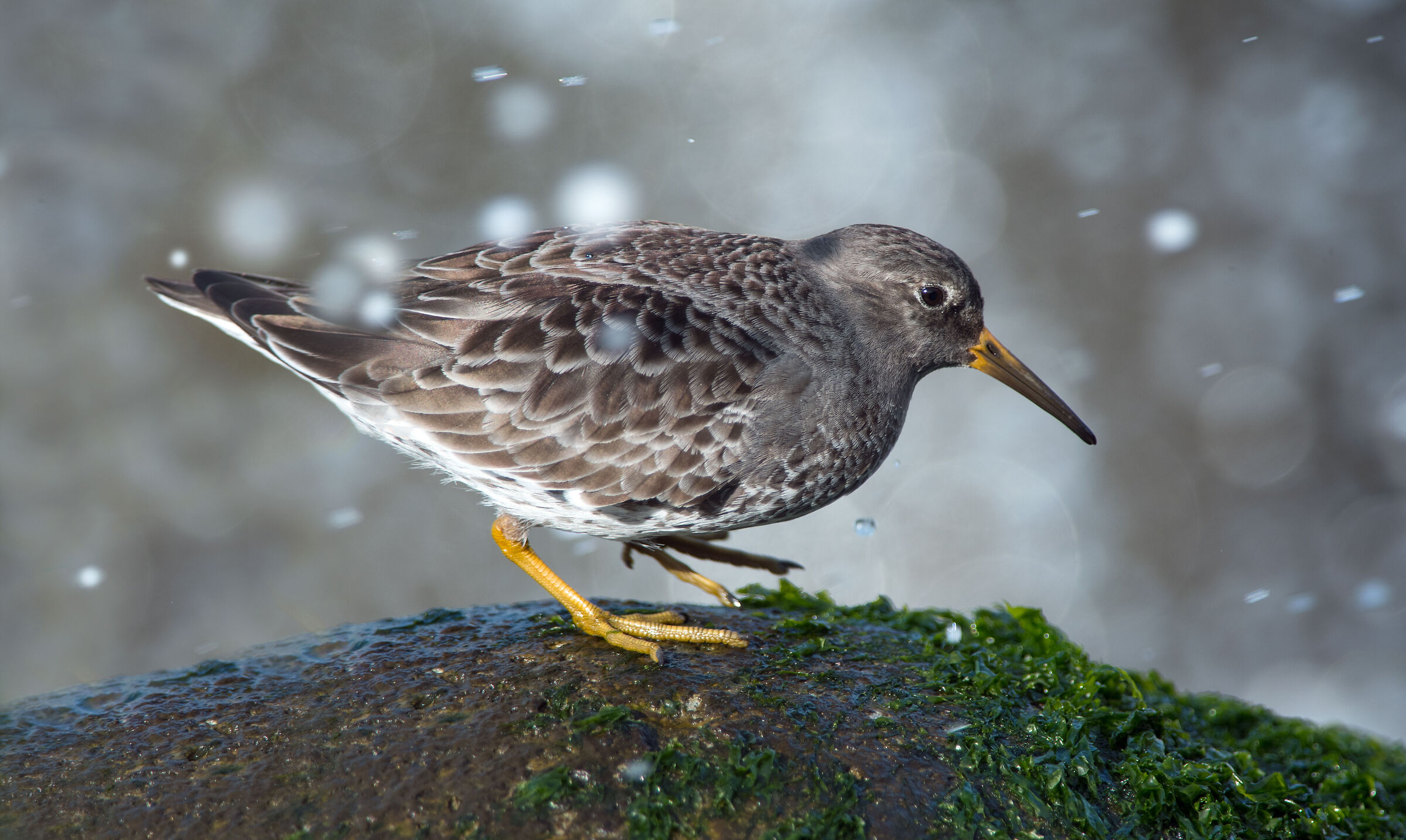 Purple sandpiper
