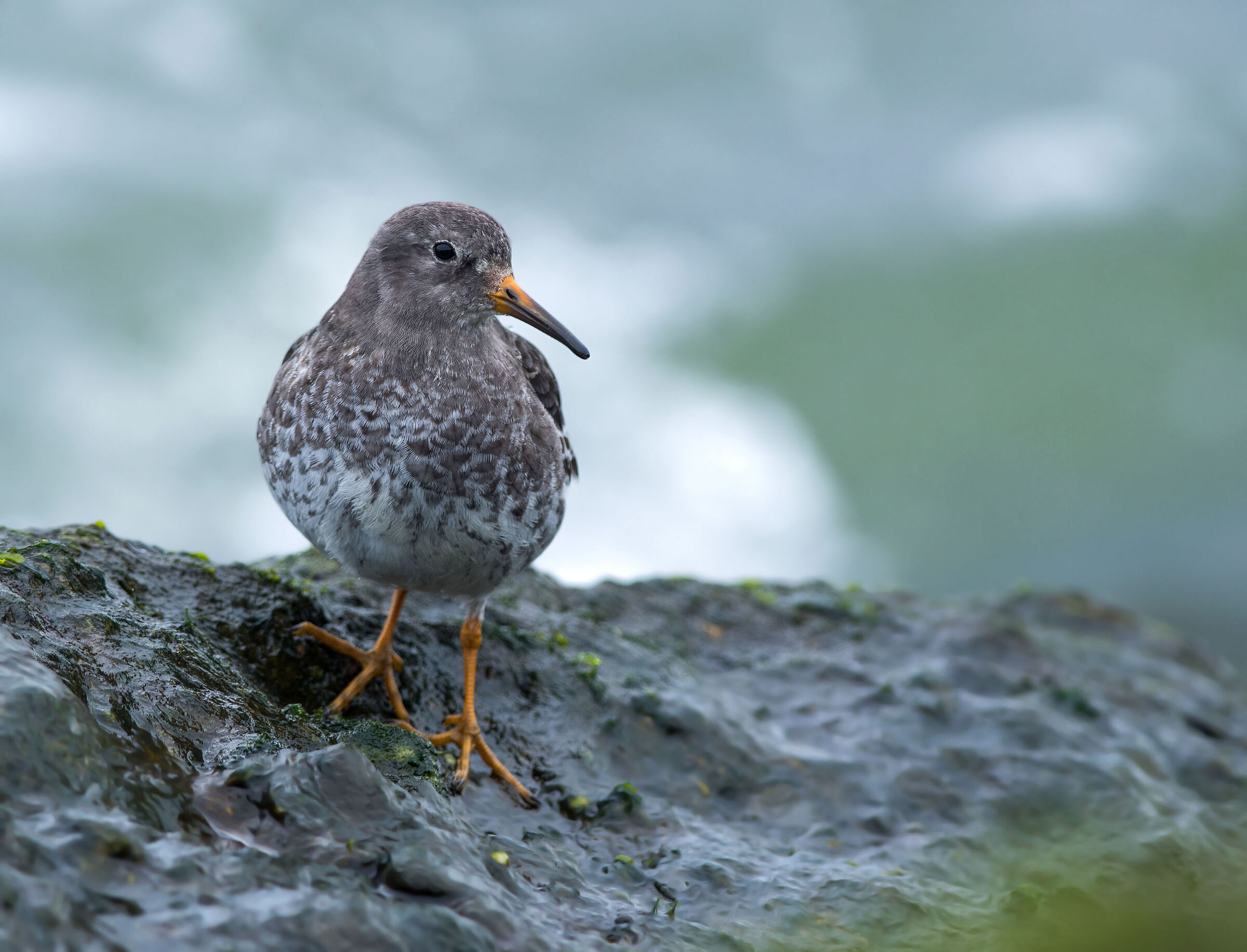Purple sandpiper