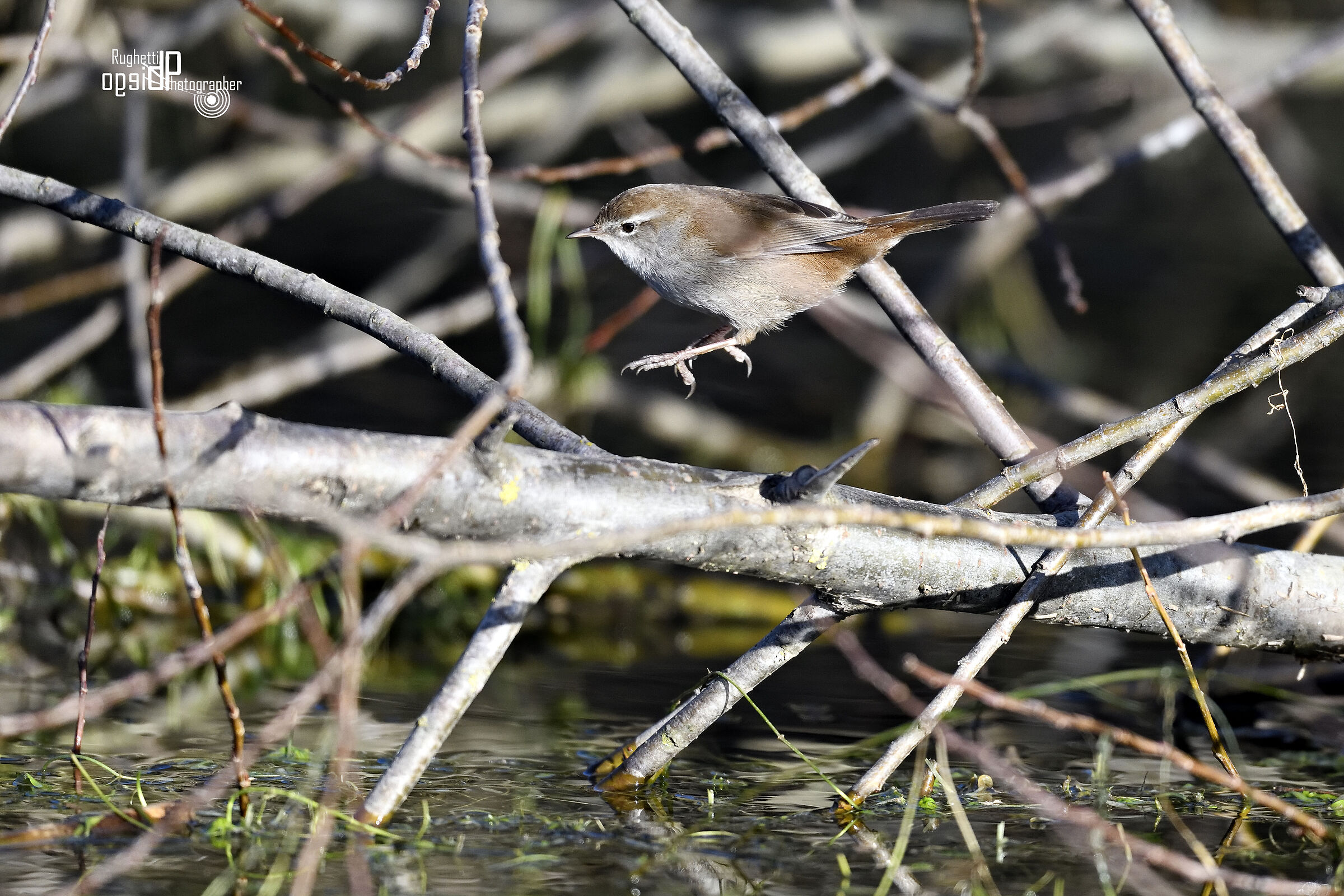 Nightingale of