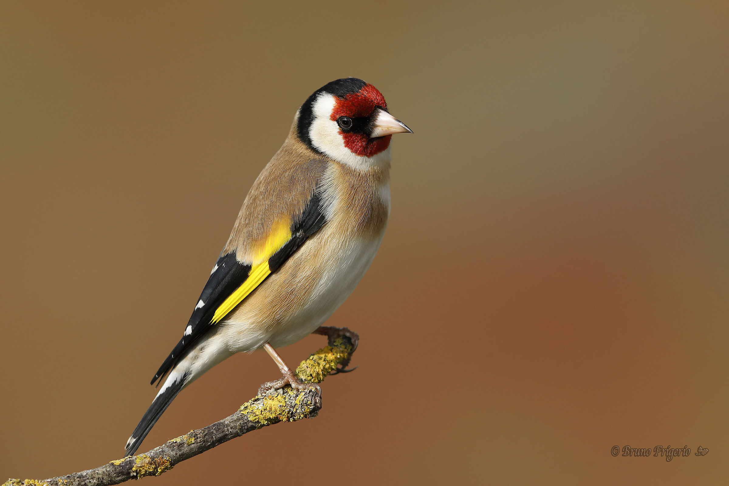 goldfinch