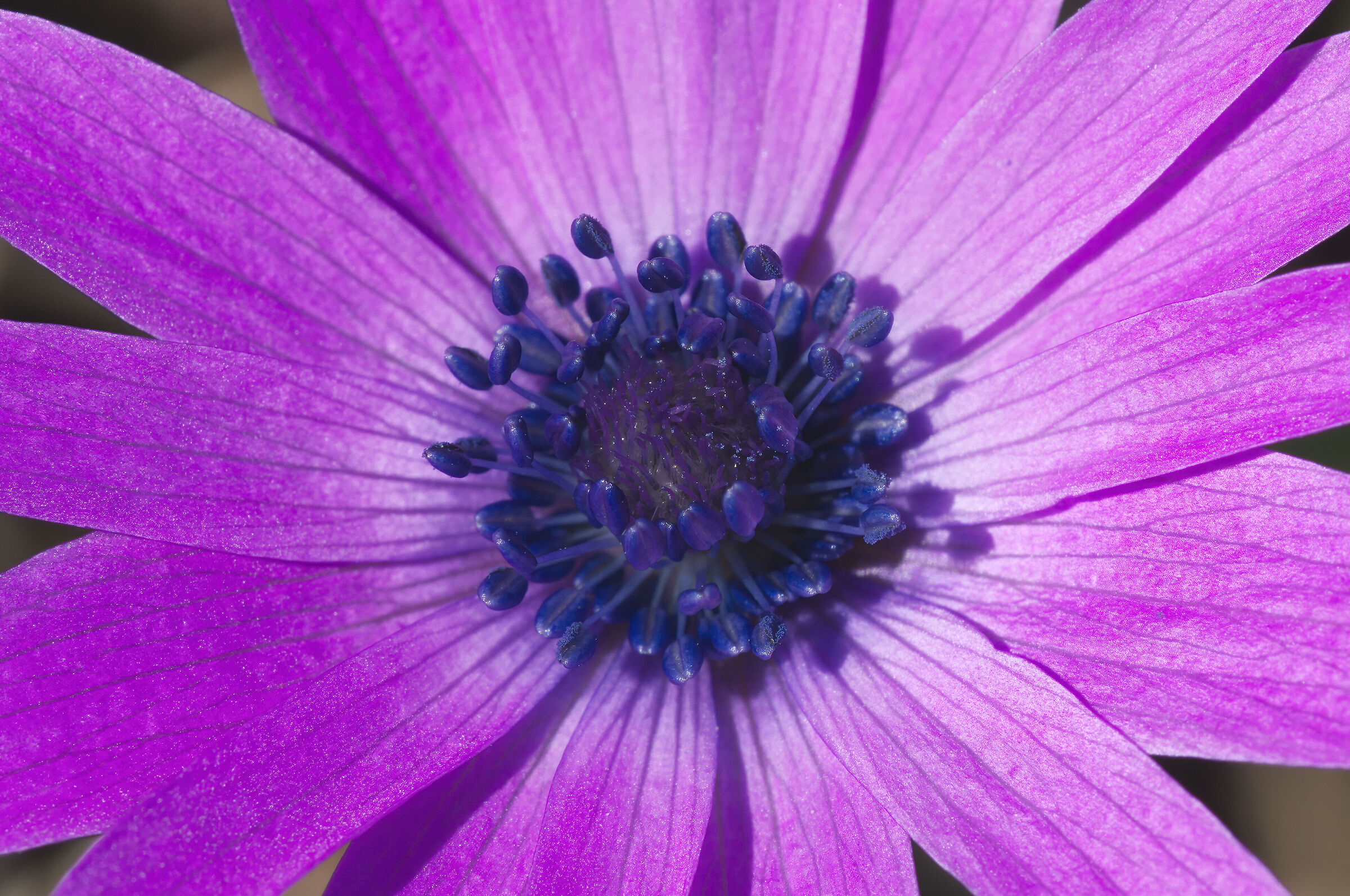 Anemone hortensis