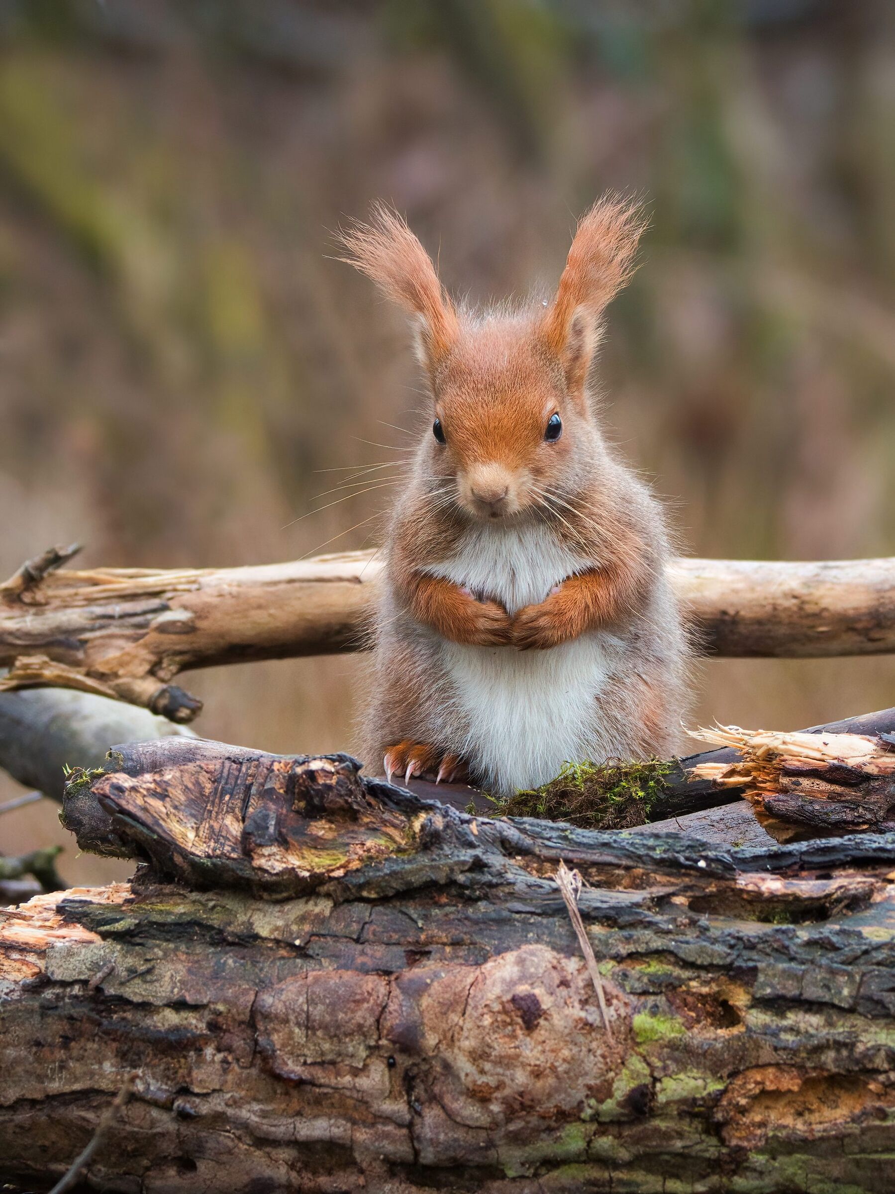 Red squirrel