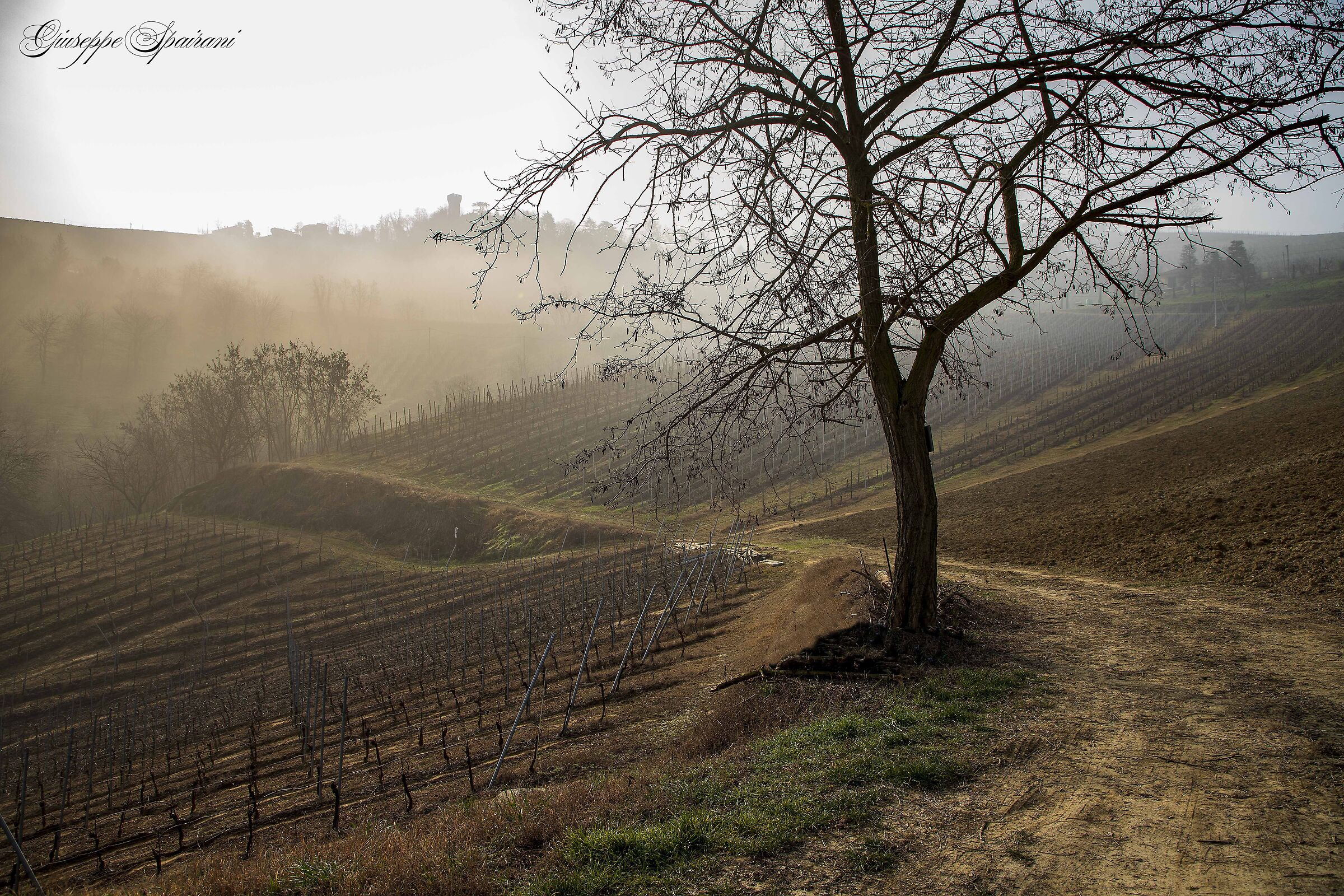 sentieri tra le vigne