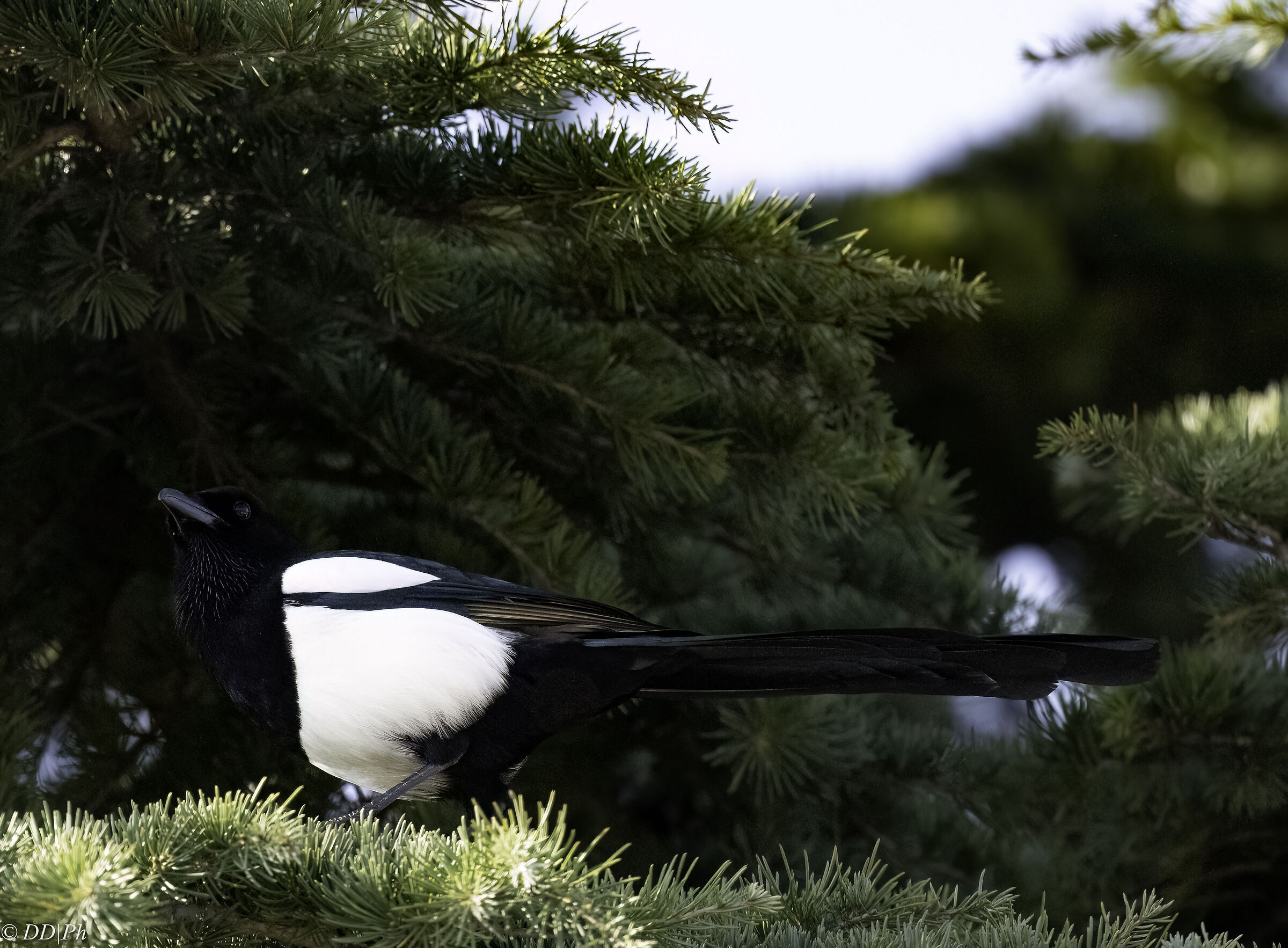 Magpie