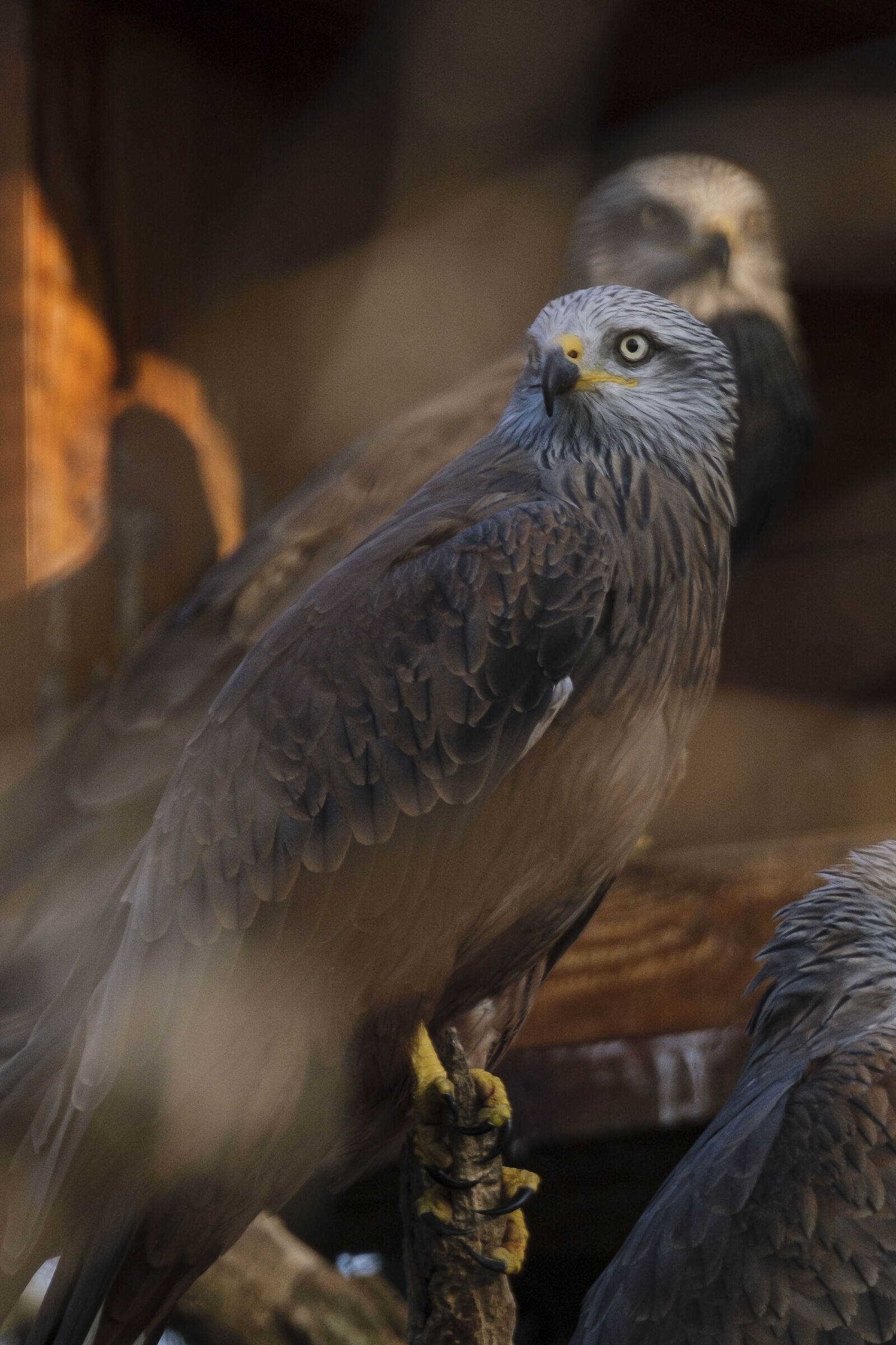 European kestrel