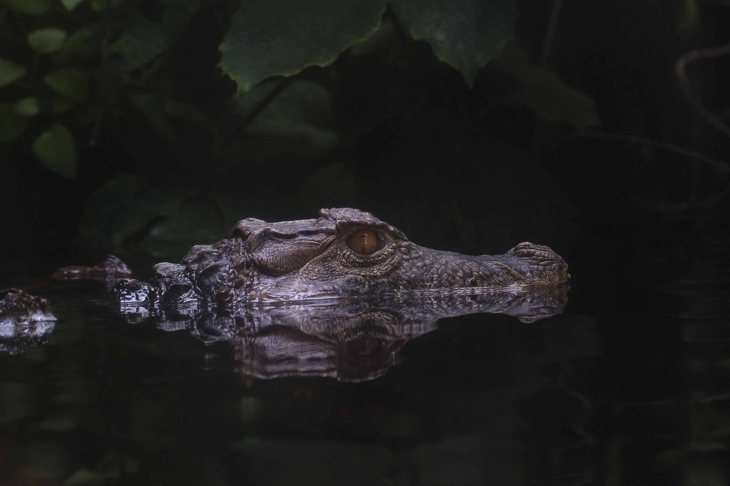 Dwarf alligator