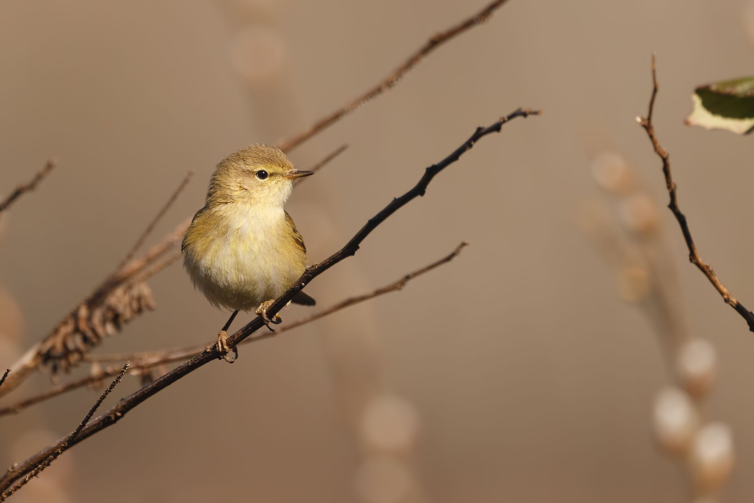 Chiffchaff