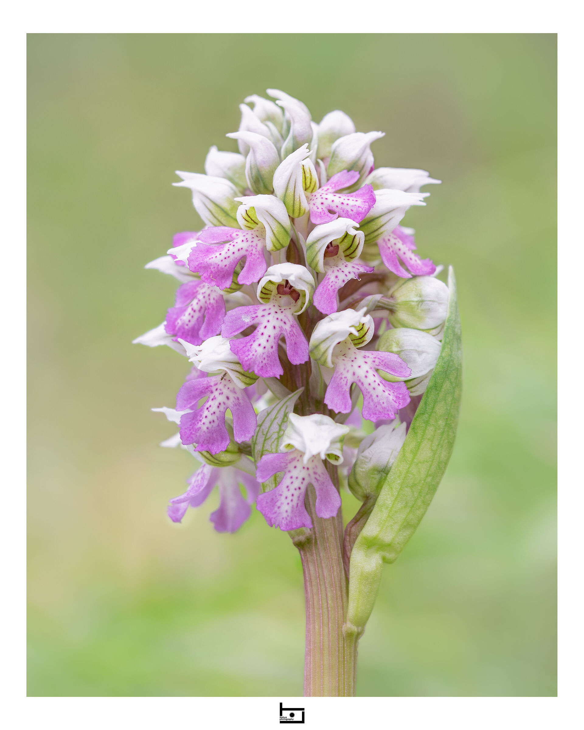 Un assaggio di bellezza