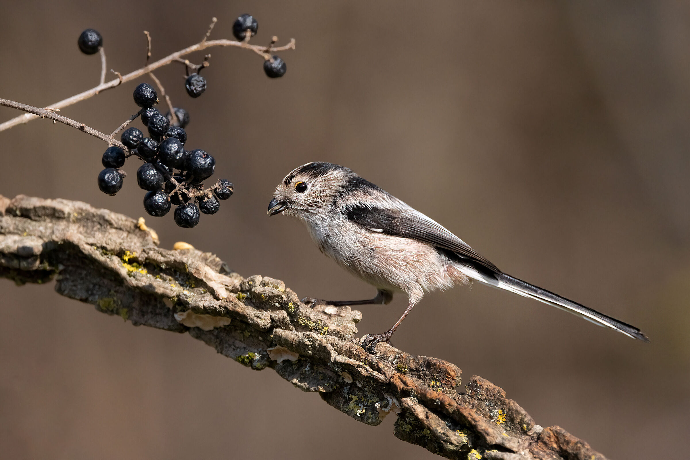 Codibugnolo (Aegithalos caudatus)