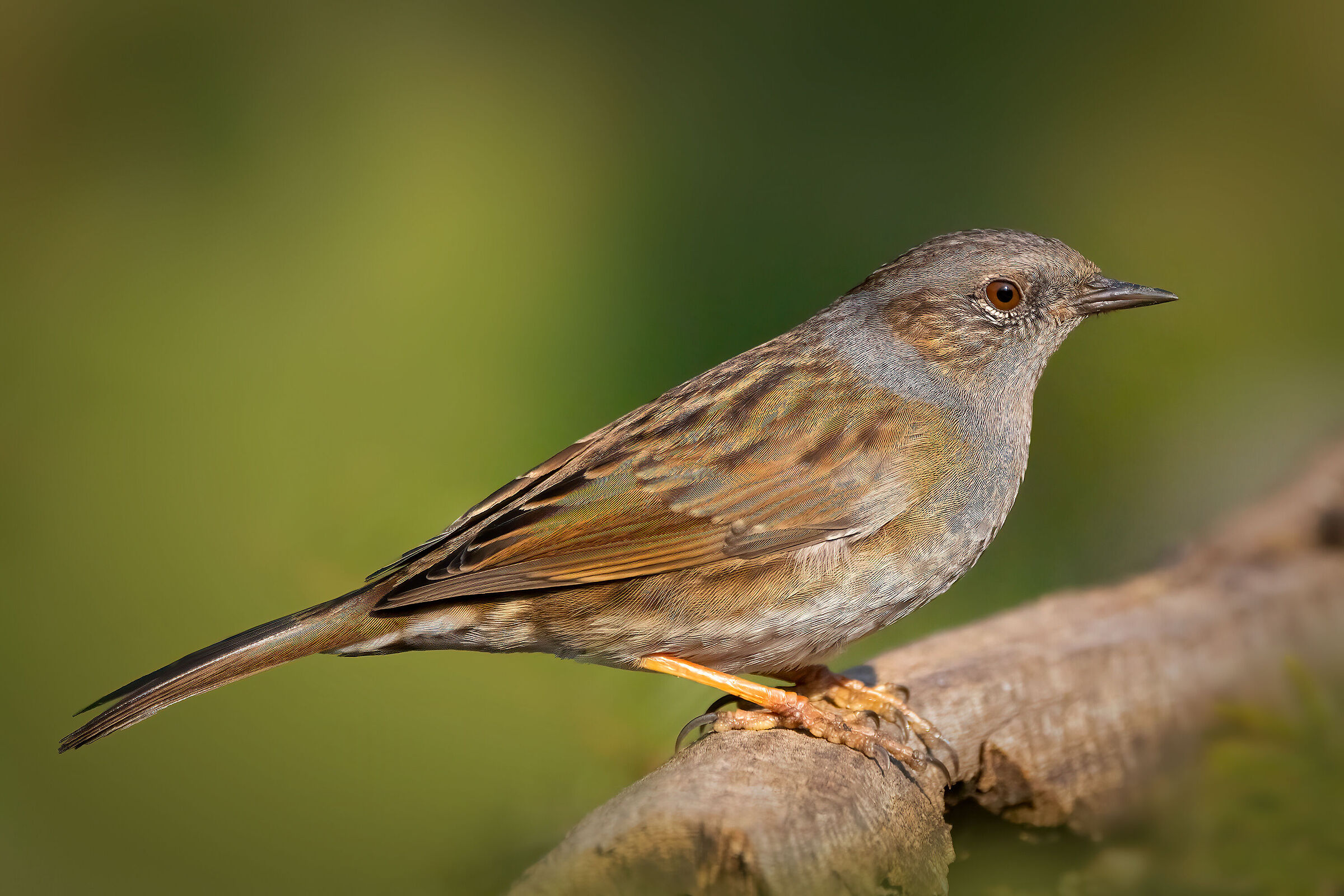 Passera scopaiola (Prunella modularis)