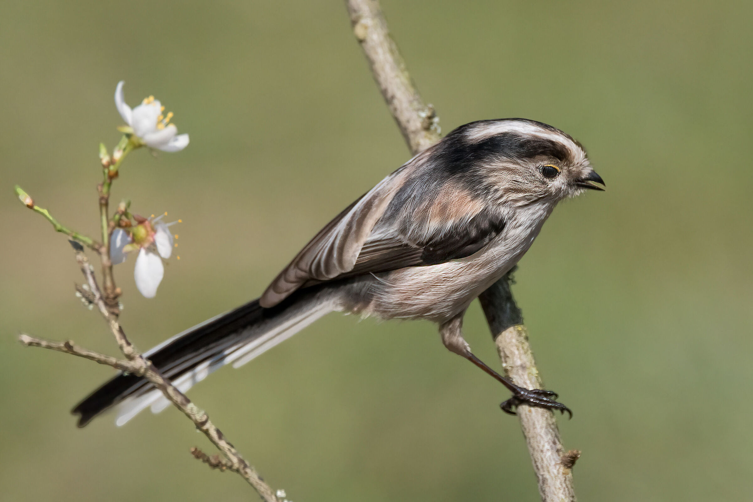 Codibugnolo (Aegithalos caudatus)