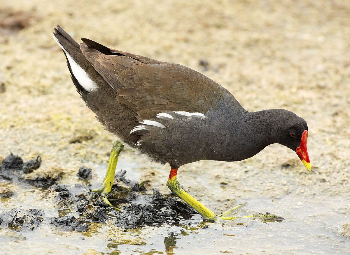 moorhen