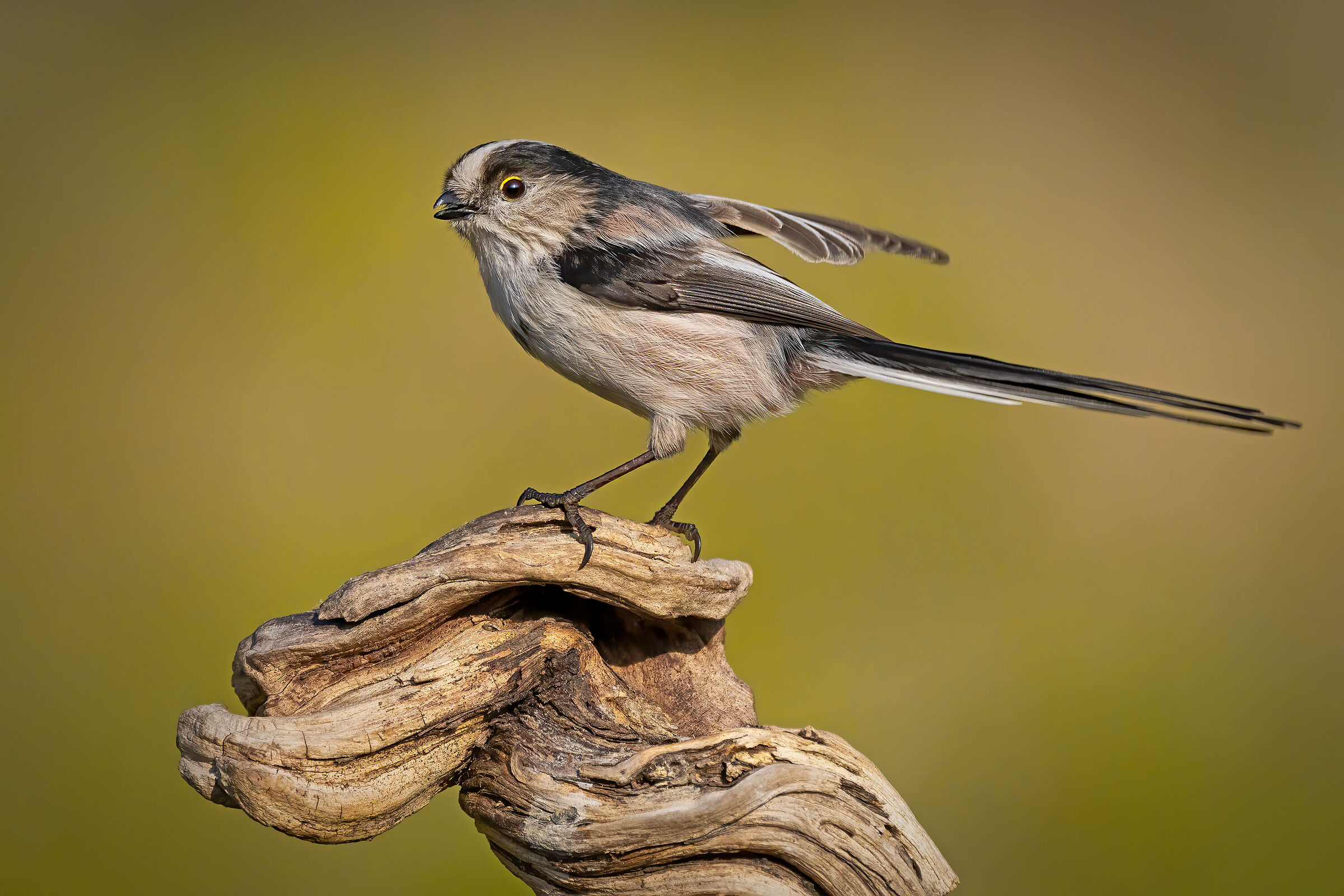 Codibugnolo (Aegithalos caudatus)