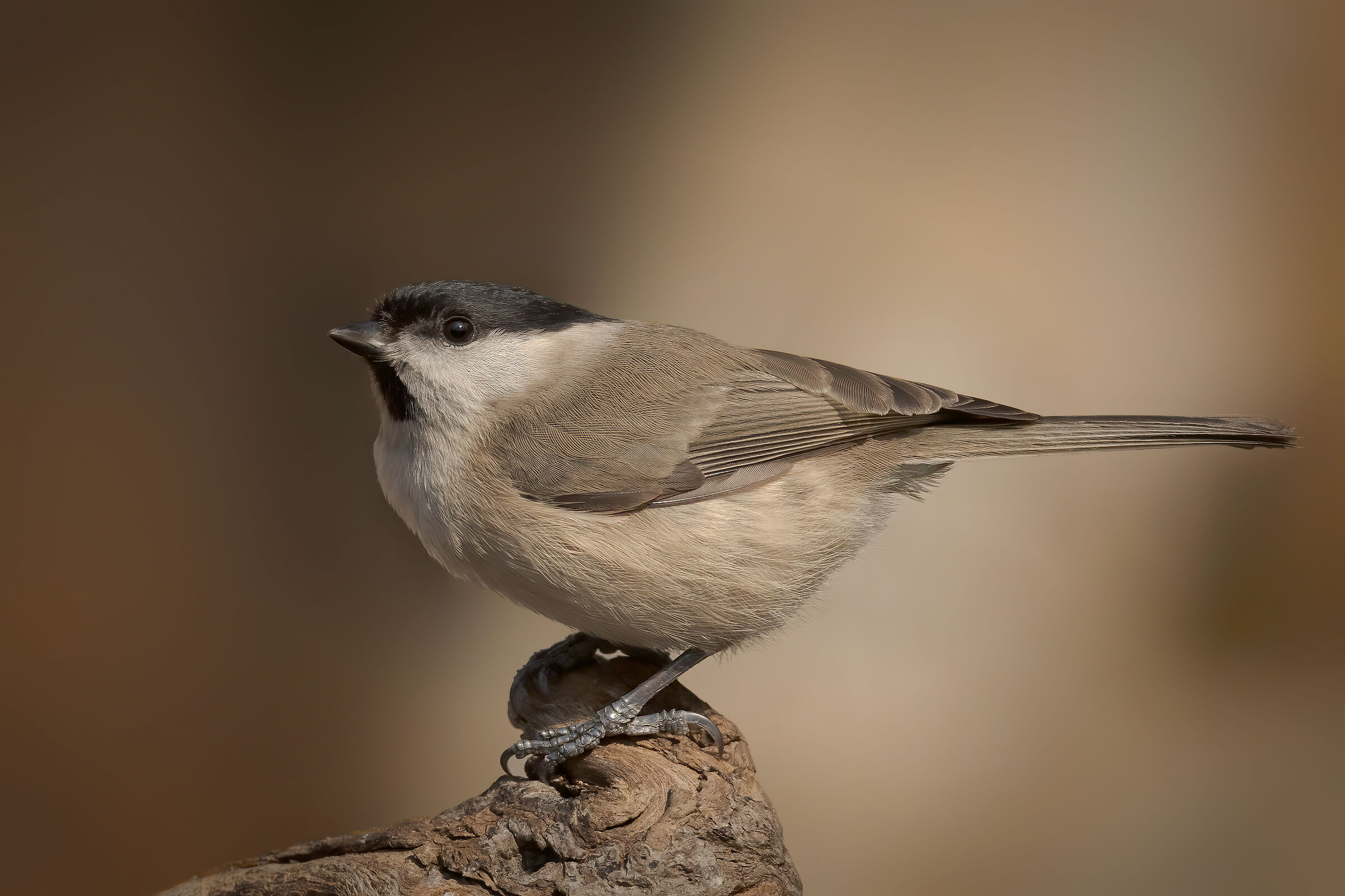 Cincia bigia (Poecile palustris)
