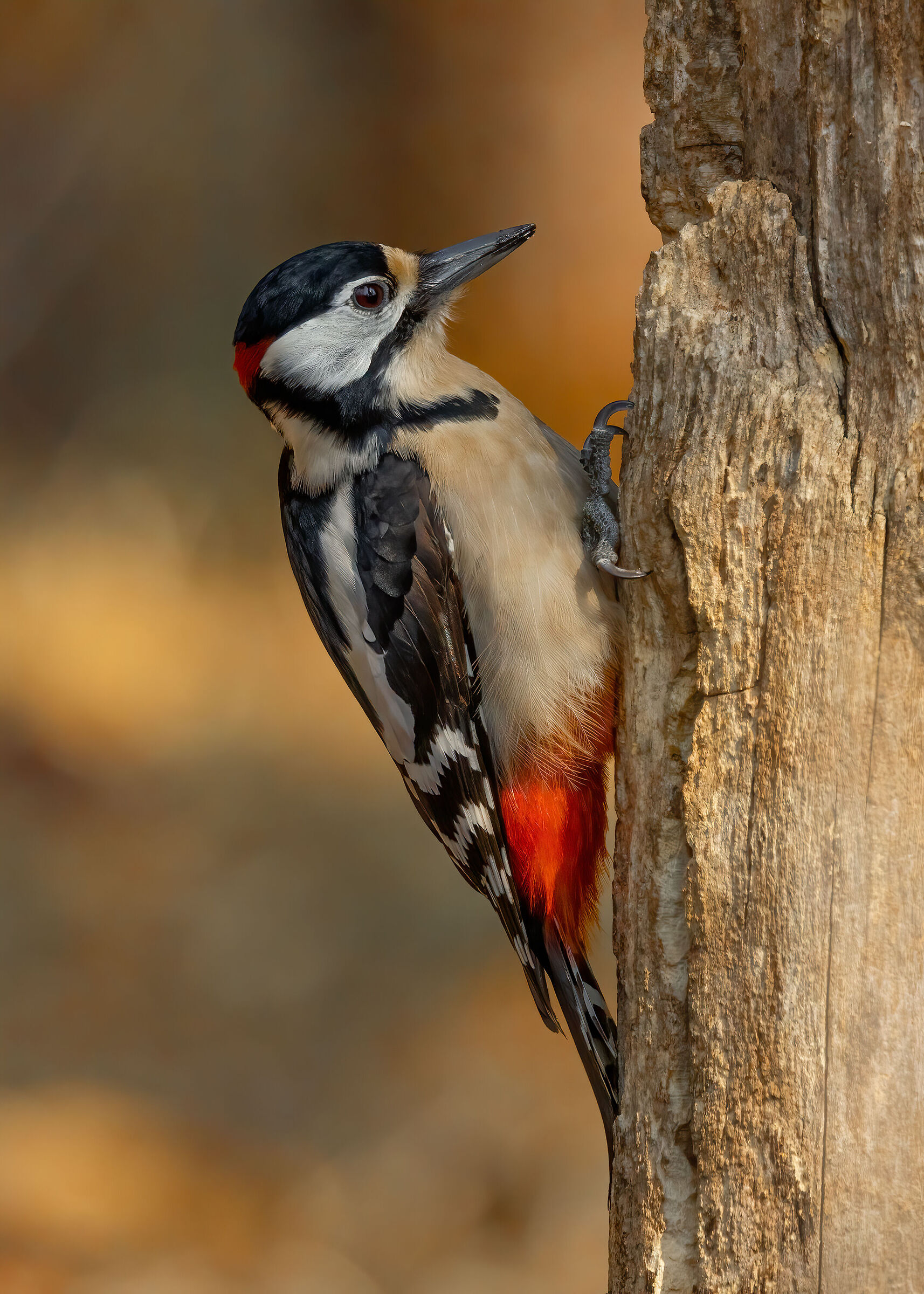 Picchio rosso maggiore &male;