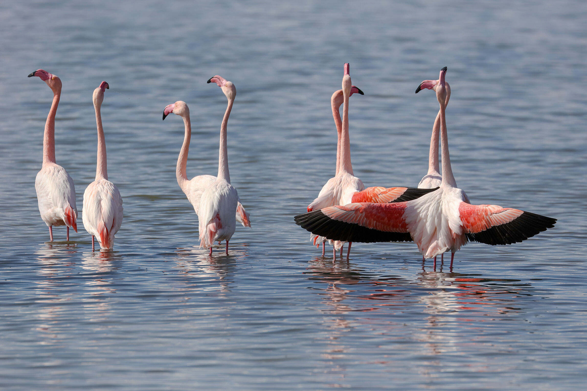 Wedding Parades 2023 Pink Flamingos