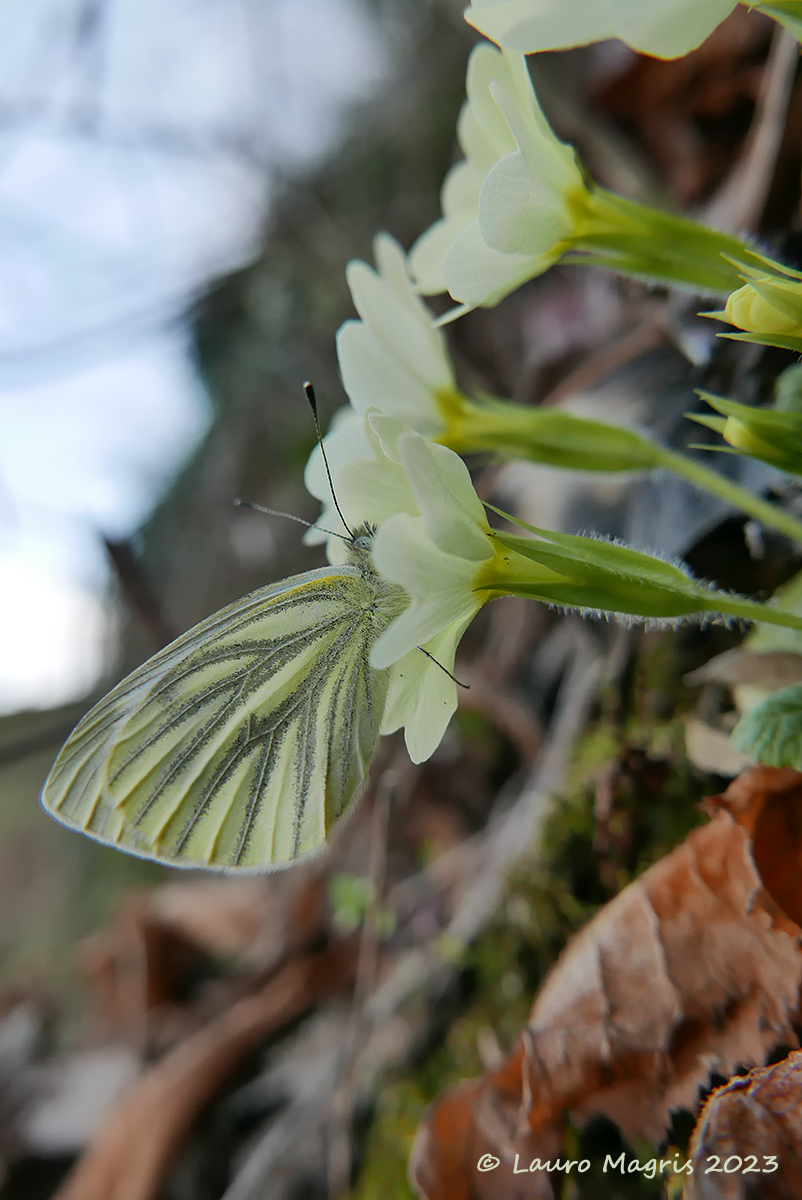 Preludio di Primavera