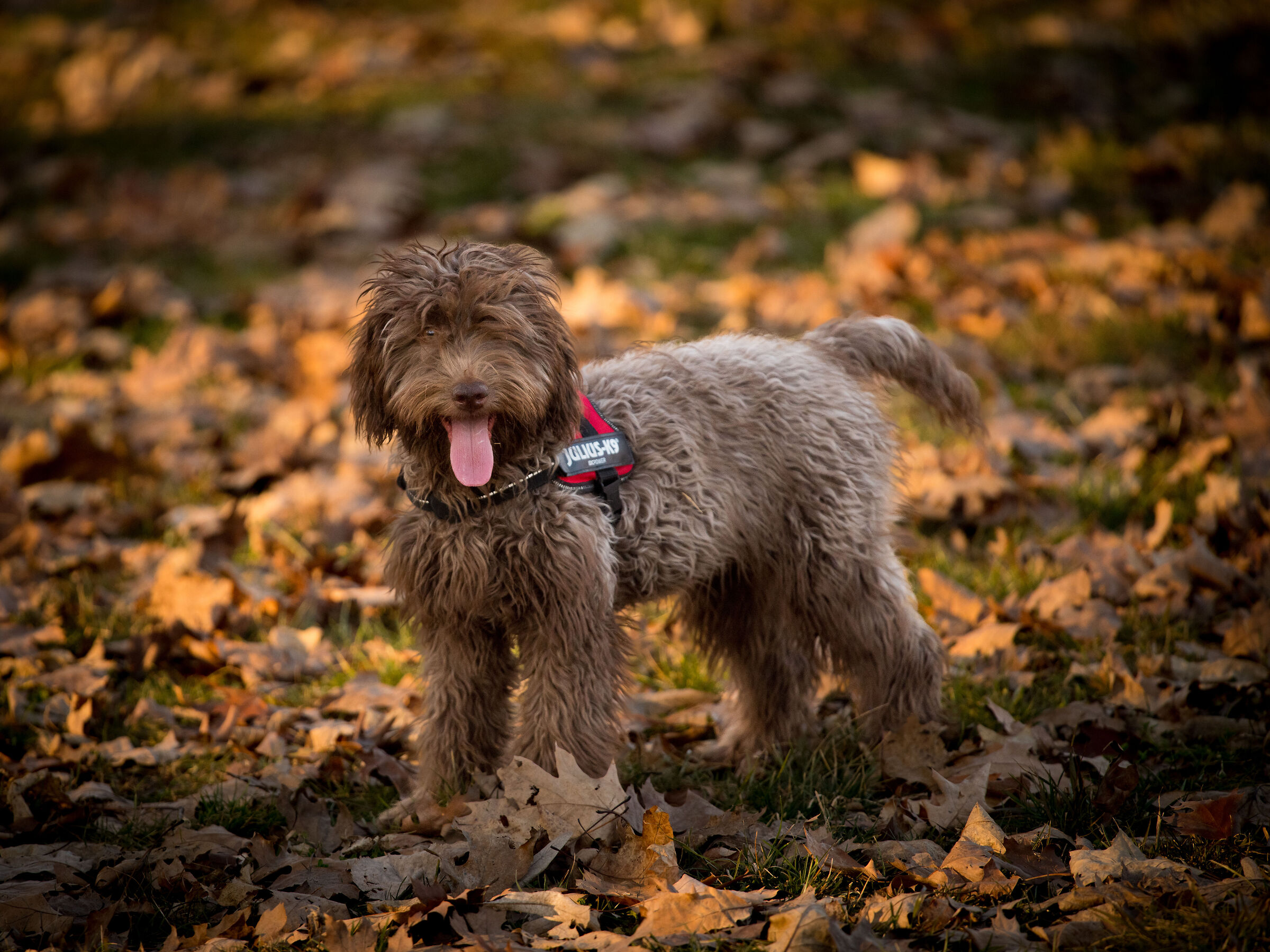 Colori autunnali a Febbraio