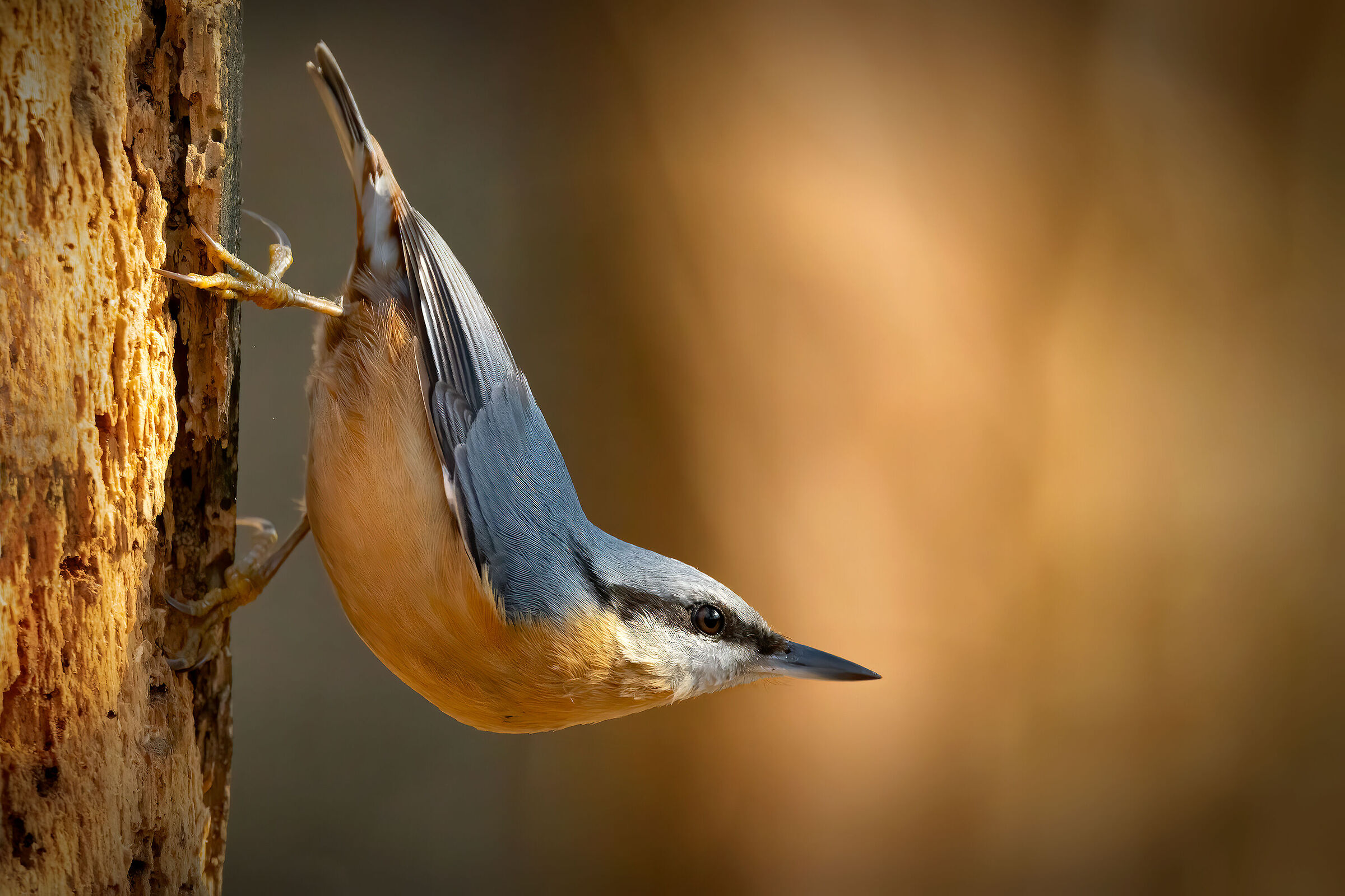 Picchio muratore (Sitta europea)