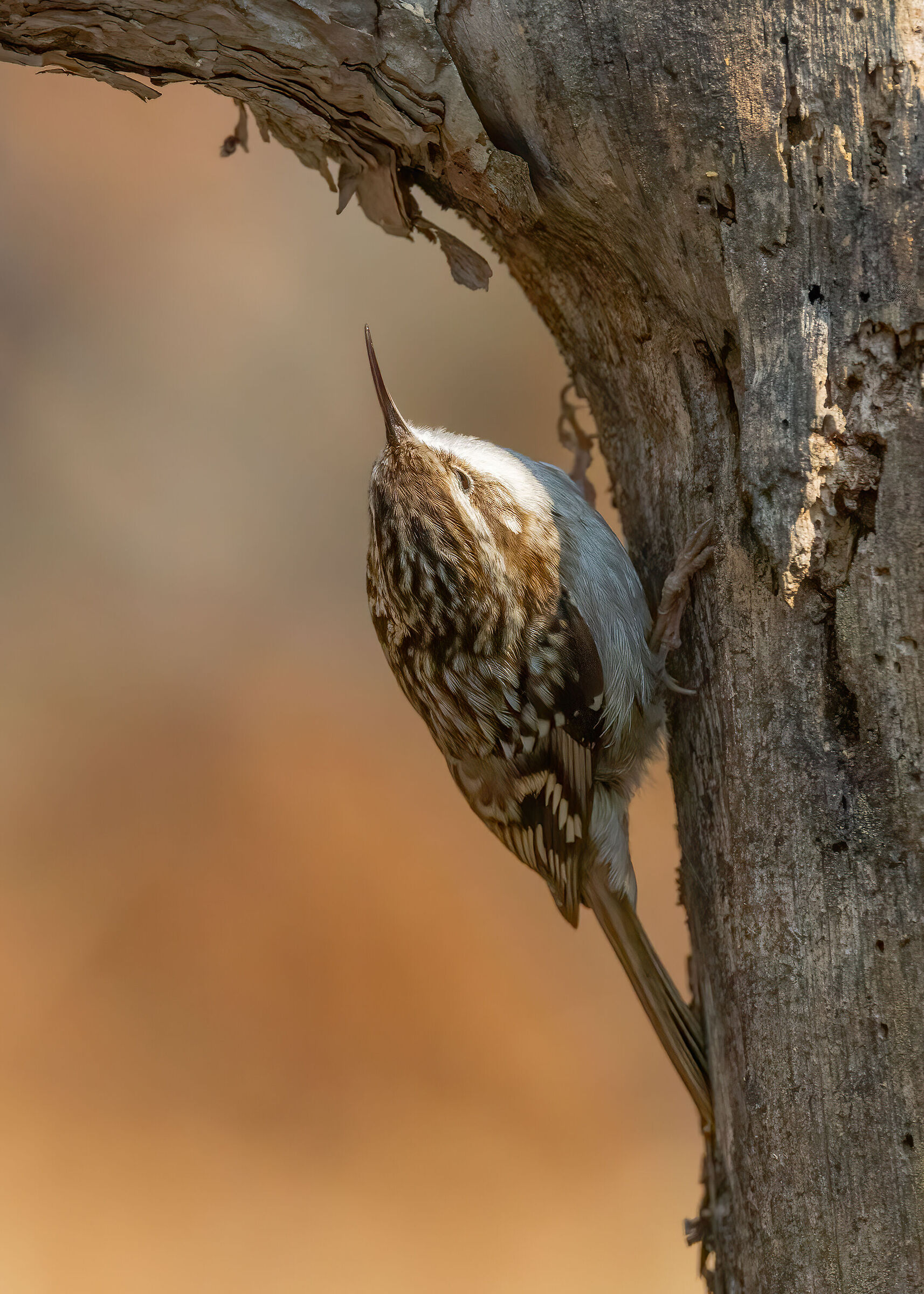 Rampichino (Certhia brachydactyla)