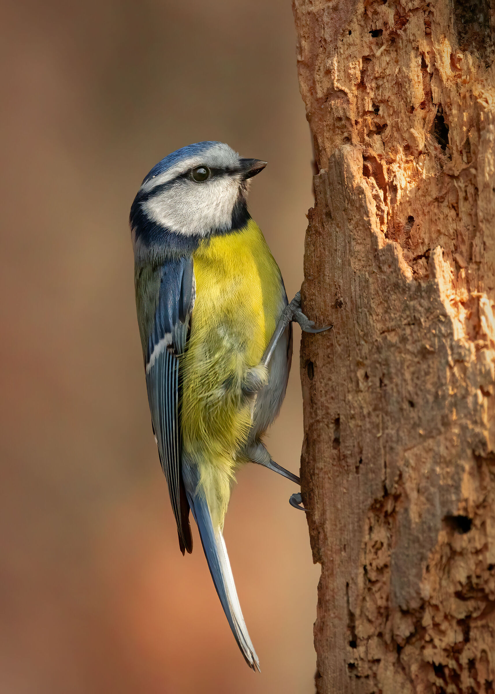 Cinciarella (Cyanistes caeruleus)