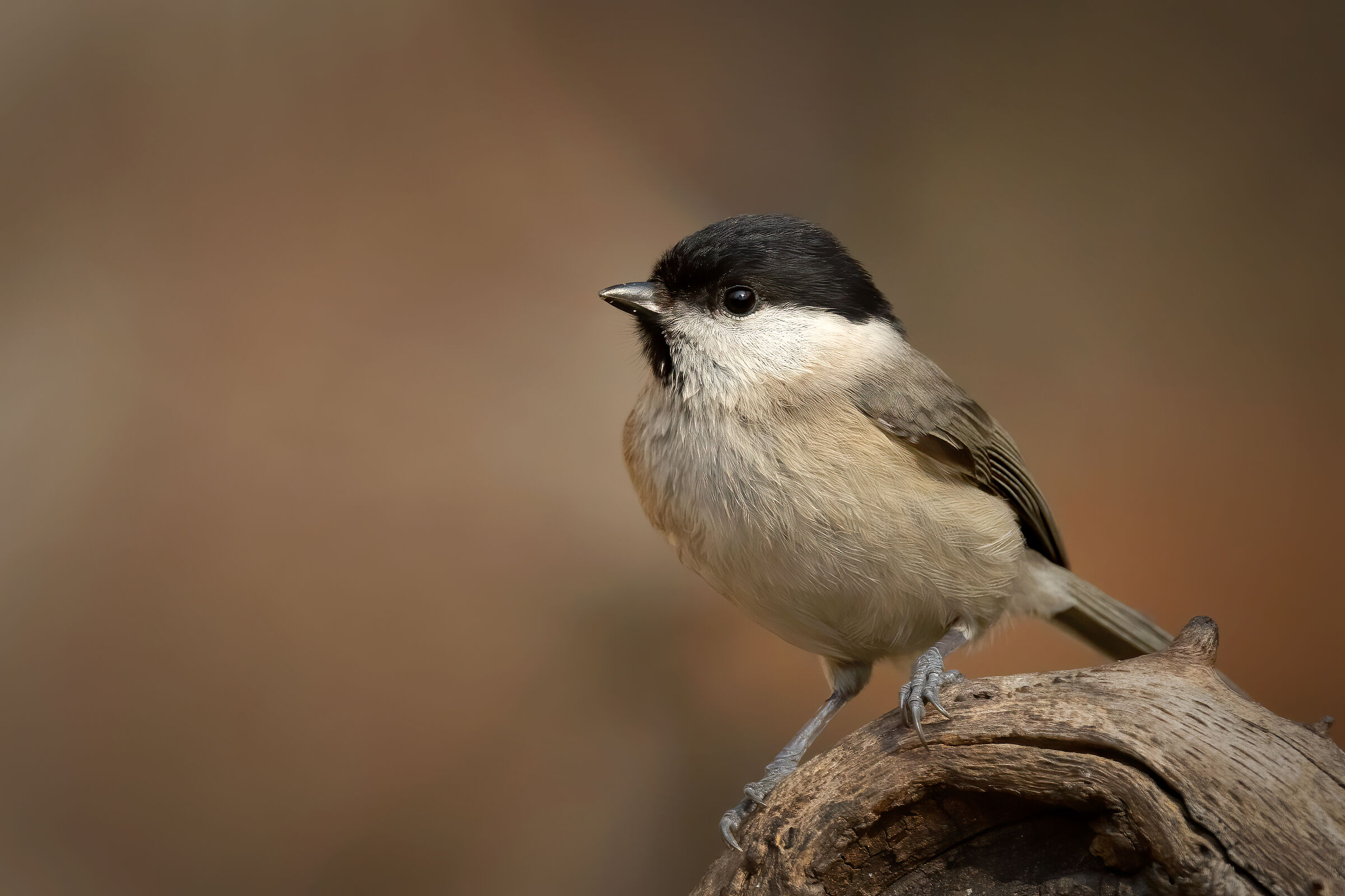 Cincia bigia (Poecile palustris)